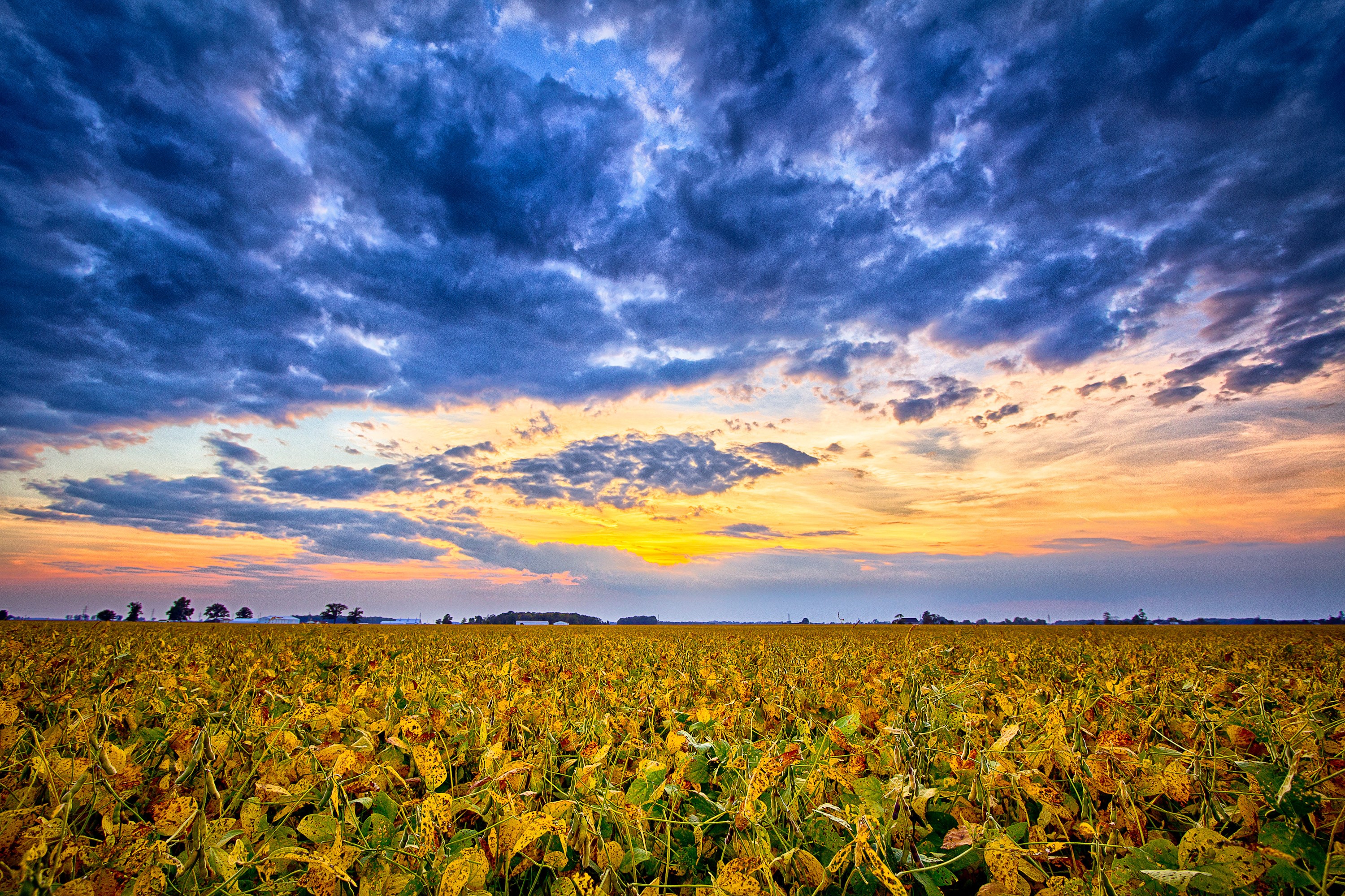 Soybean field at sunset in Indiana, USA HD Wallpaper