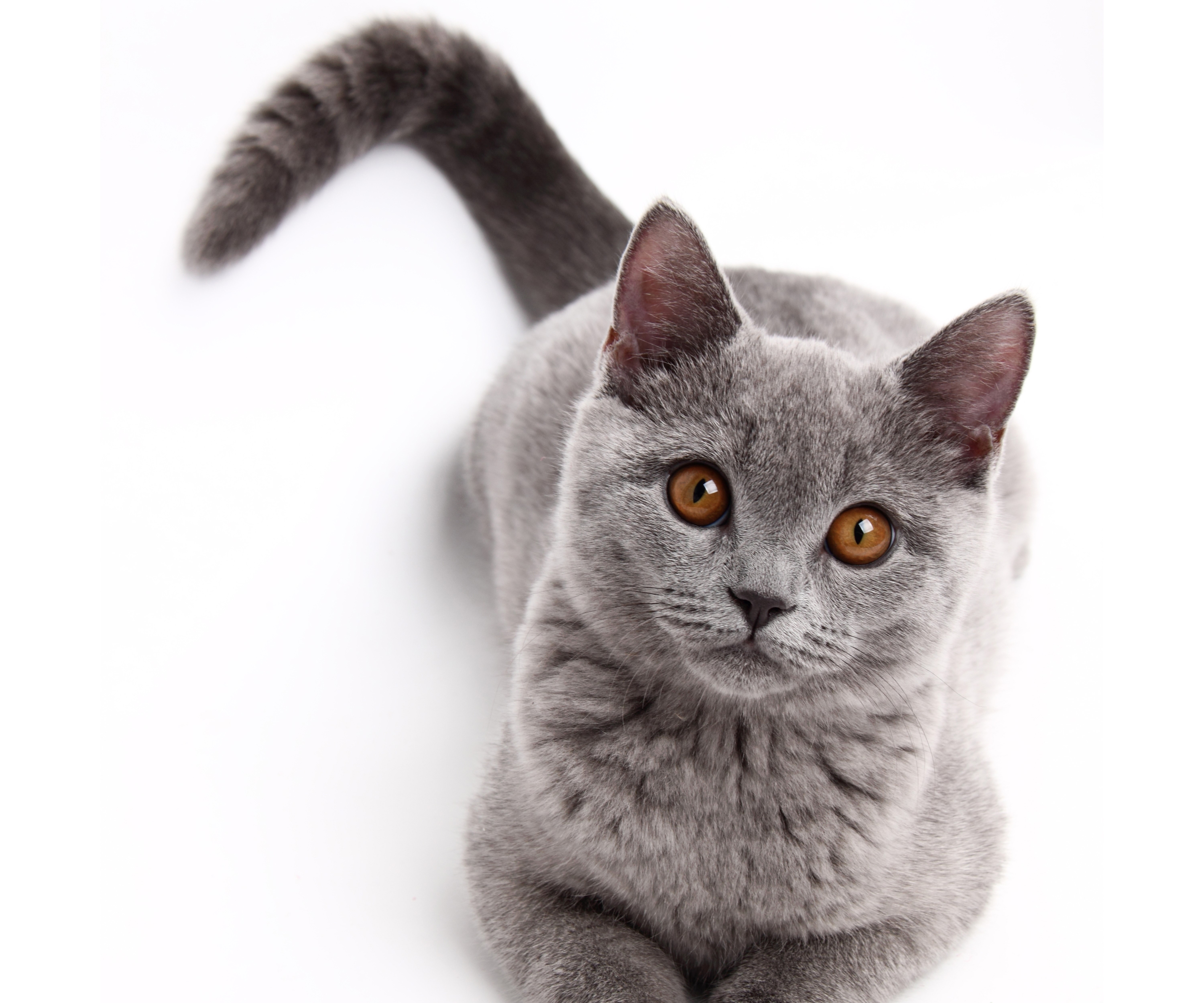 Grey British Shorthair Cat with Orange Eyes HD Wallpaper