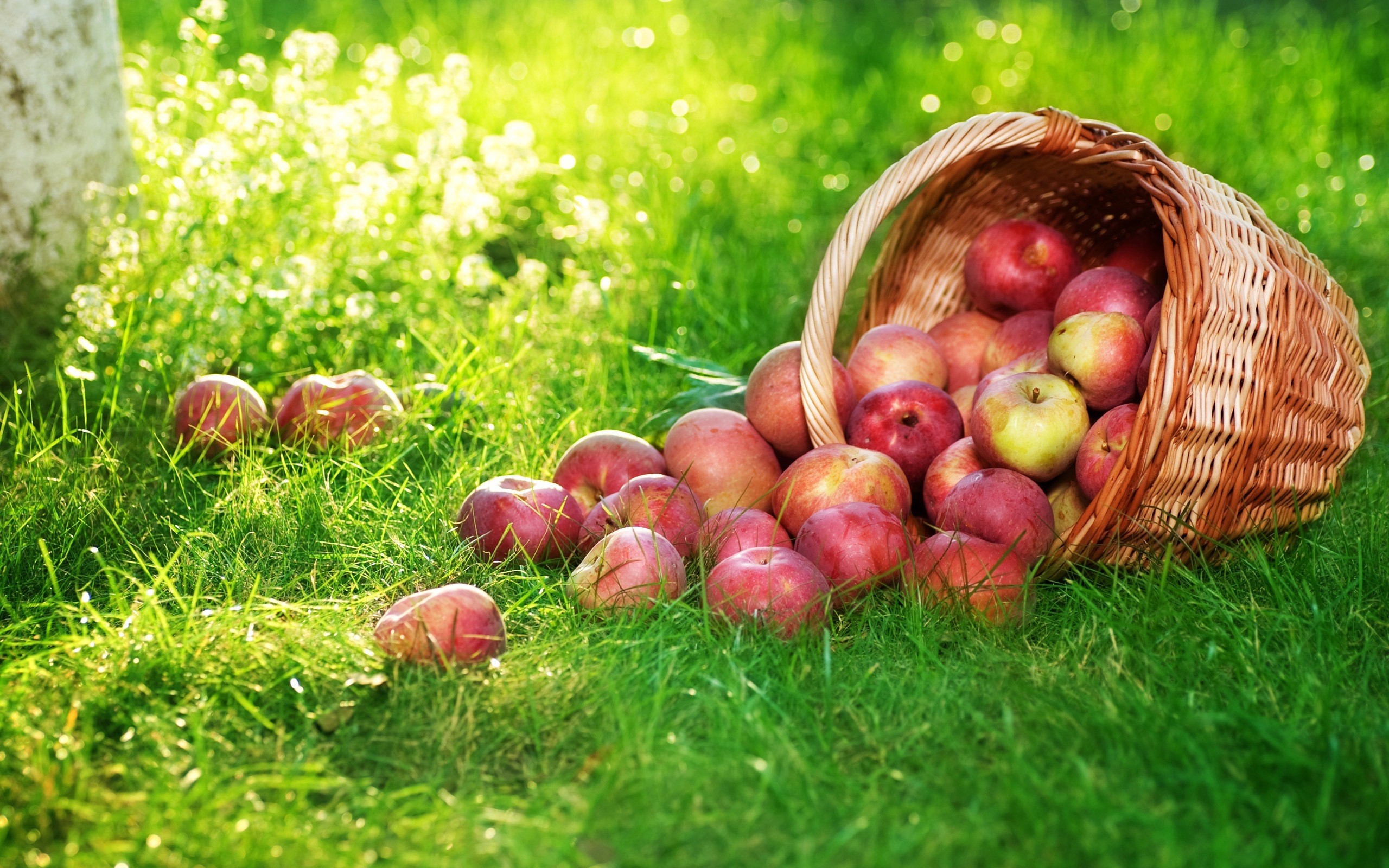 Apples spilled from a wicker basket onto grass HD Wallpaper