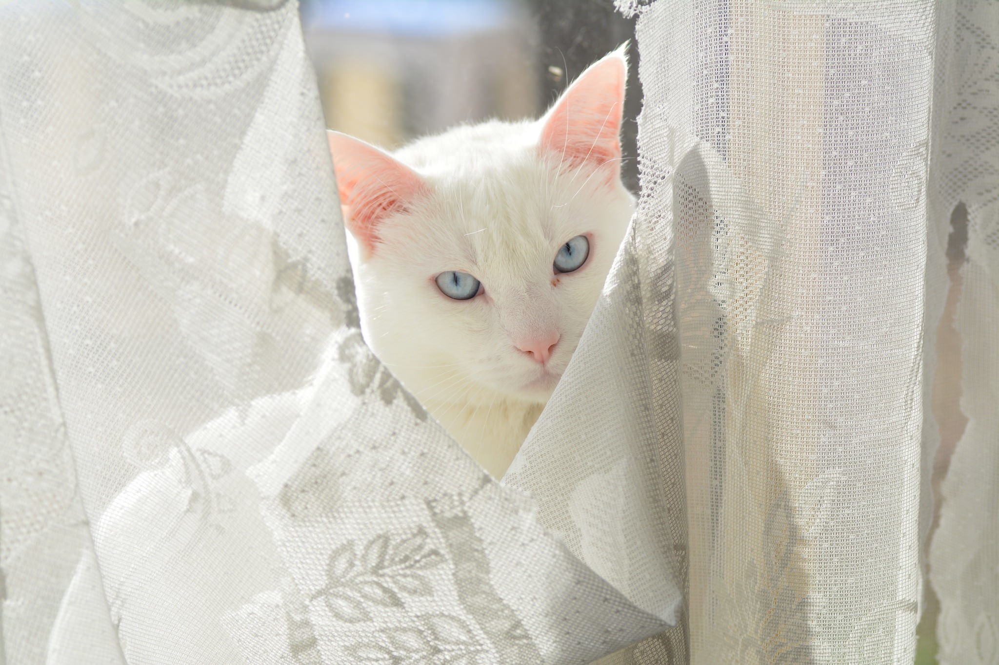 White cat with blue eyes peeking through curtains HD Wallpaper