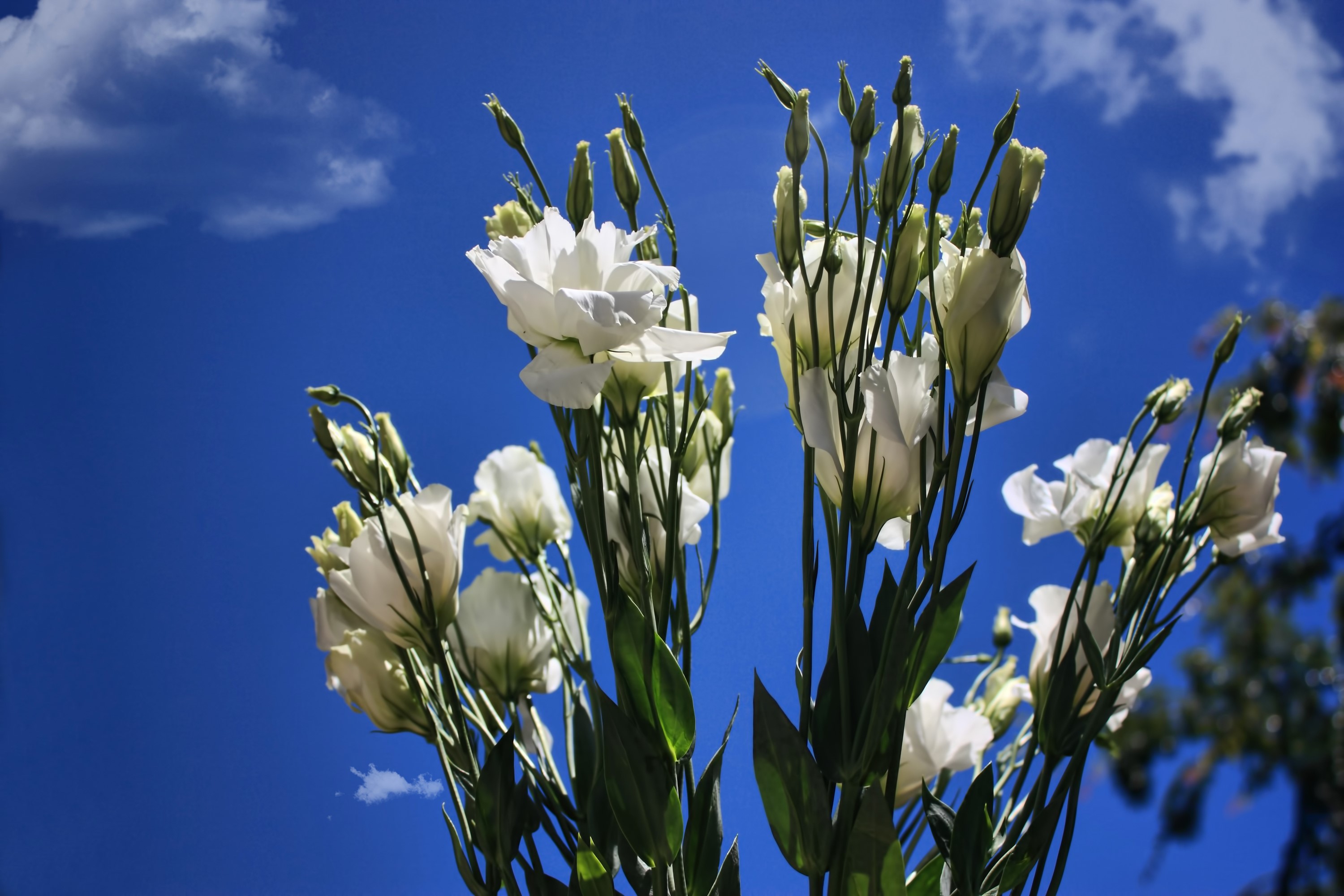 White Eustoma flowers against a blue sky HD Wallpaper