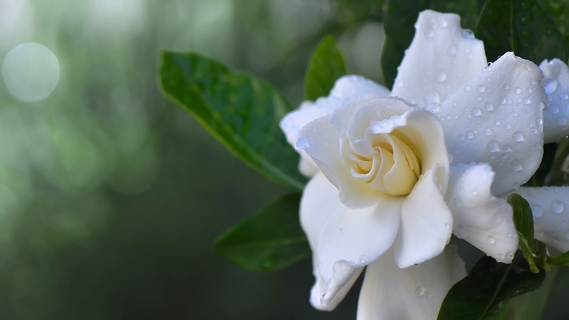 White Gardenia flower with water drops HD Wallpaper