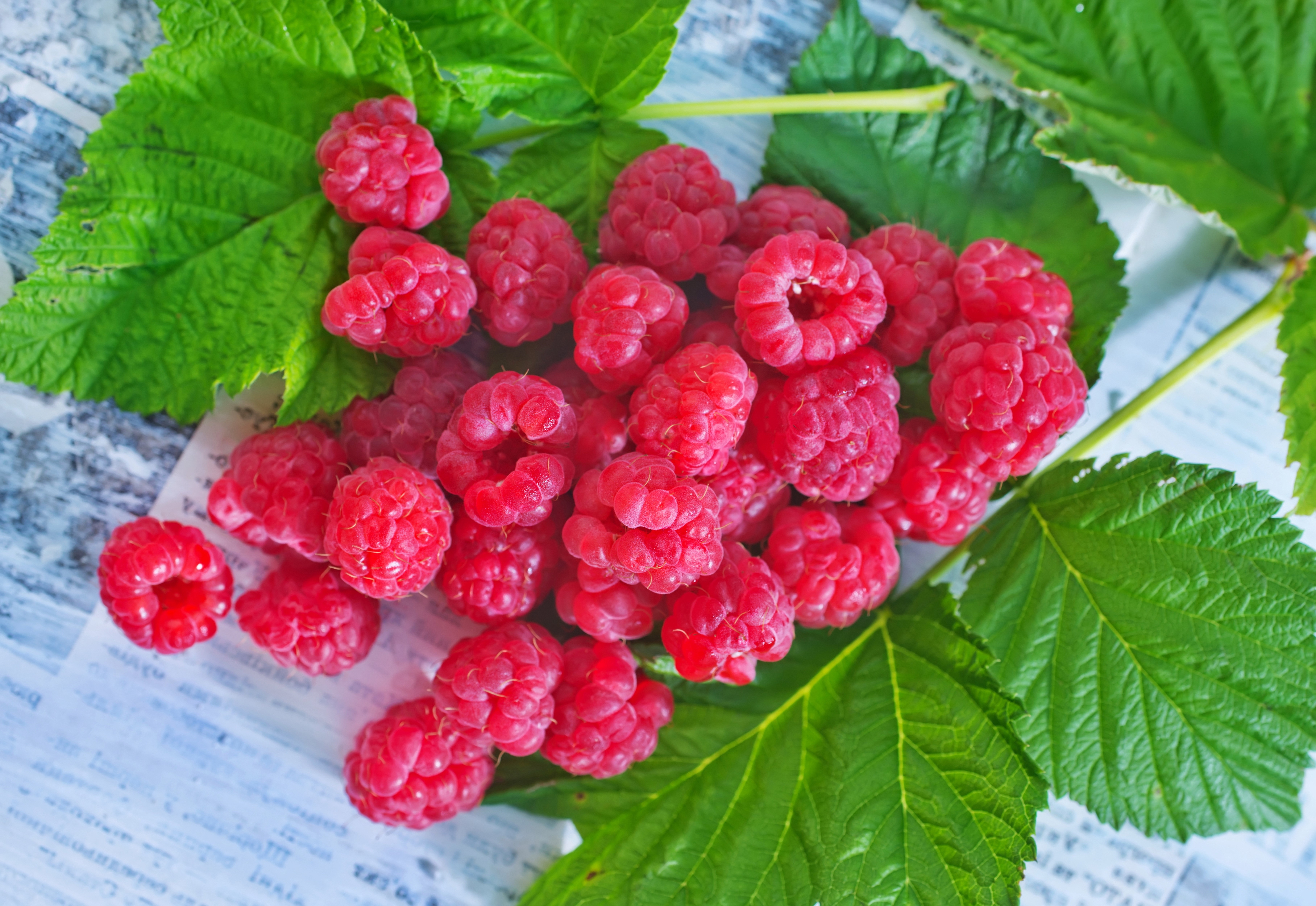 Raspberries with green leaves HD Wallpaper