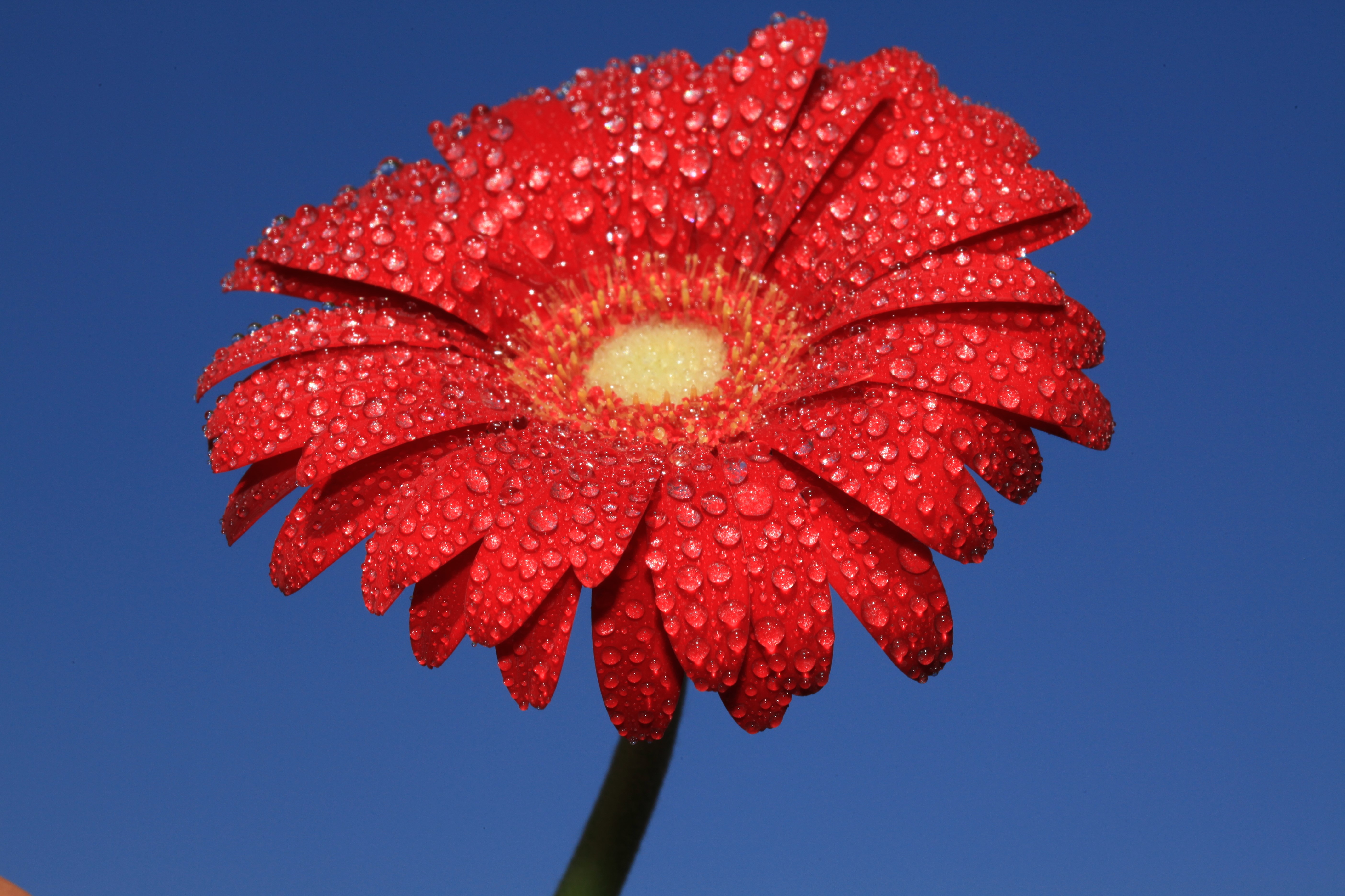 Red Gerbera flower with water drops against blue sky HD Wallpaper