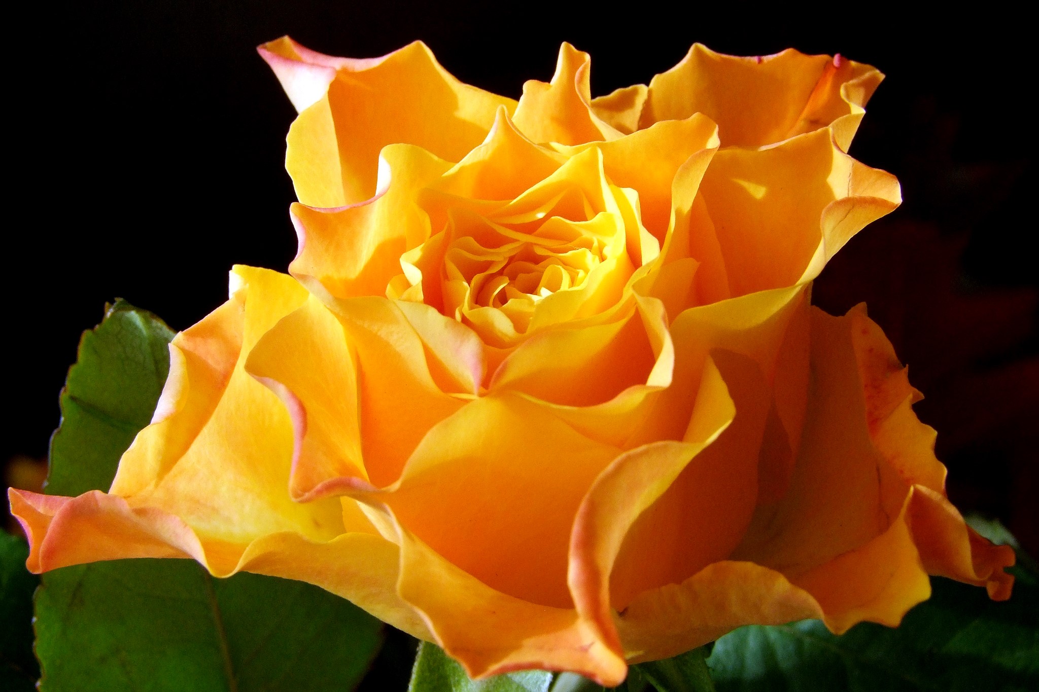 Close-up of a vibrant yellow rose with ruffled petals HD Wallpaper