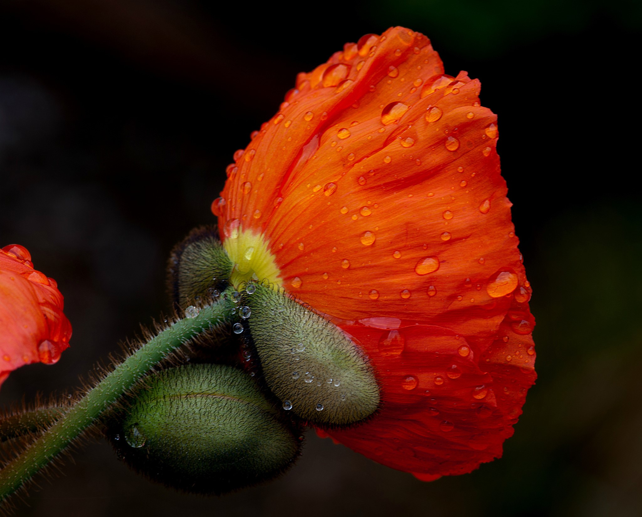 Orange poppy with water drops on petals and stem HD Wallpaper
