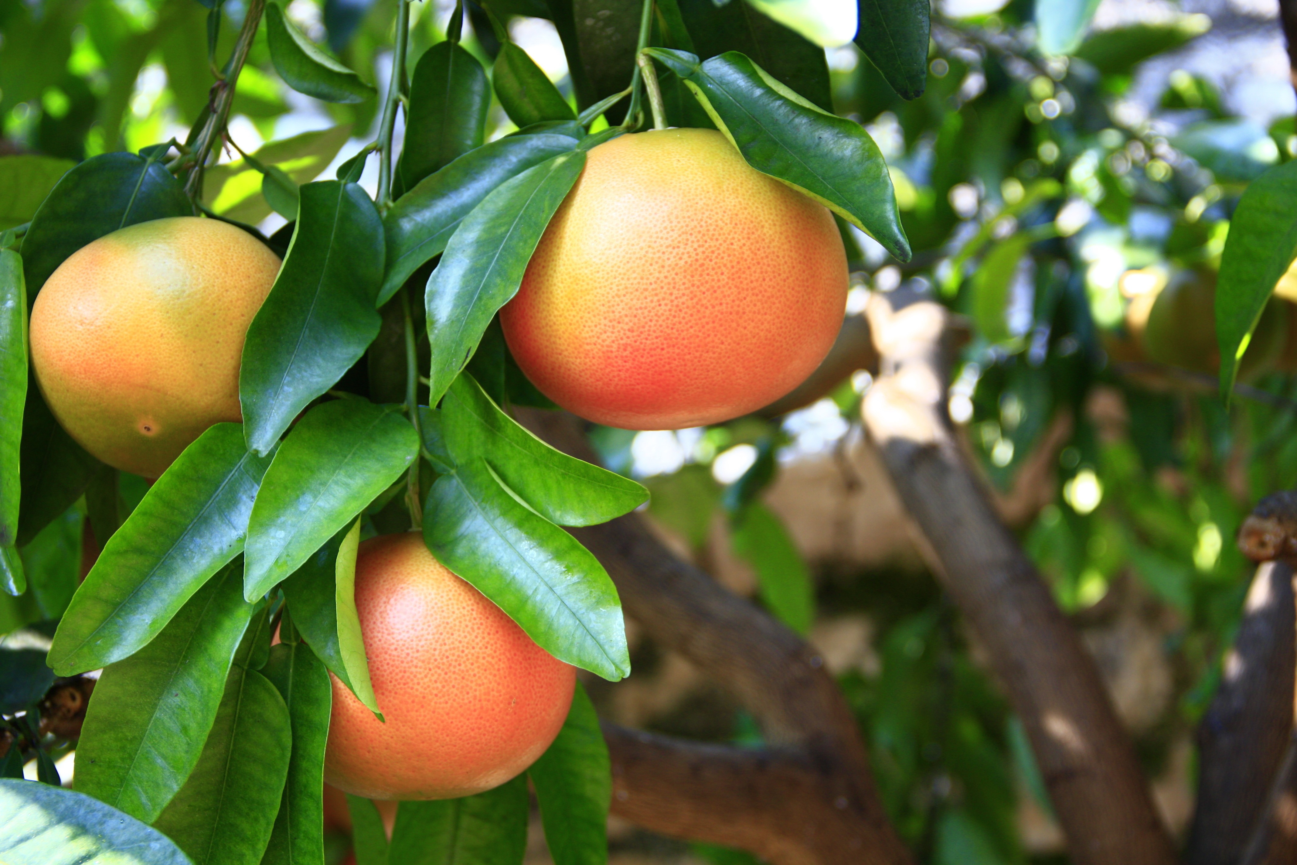 Grapefruits on a tree with foliage HD Wallpaper