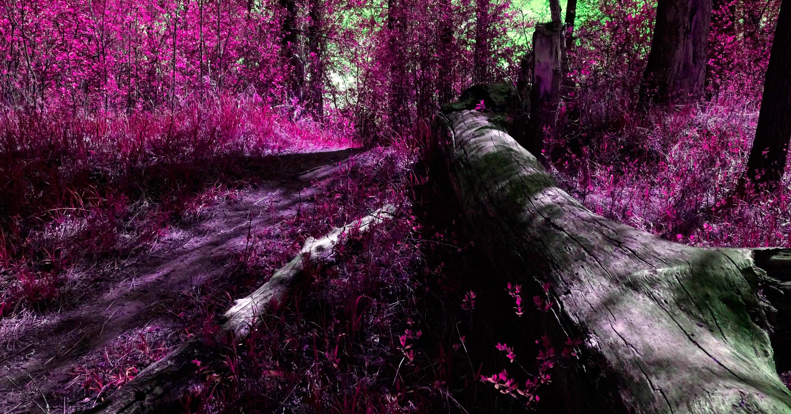 Fallen tree on a path in a vibrant forest HD Wallpaper