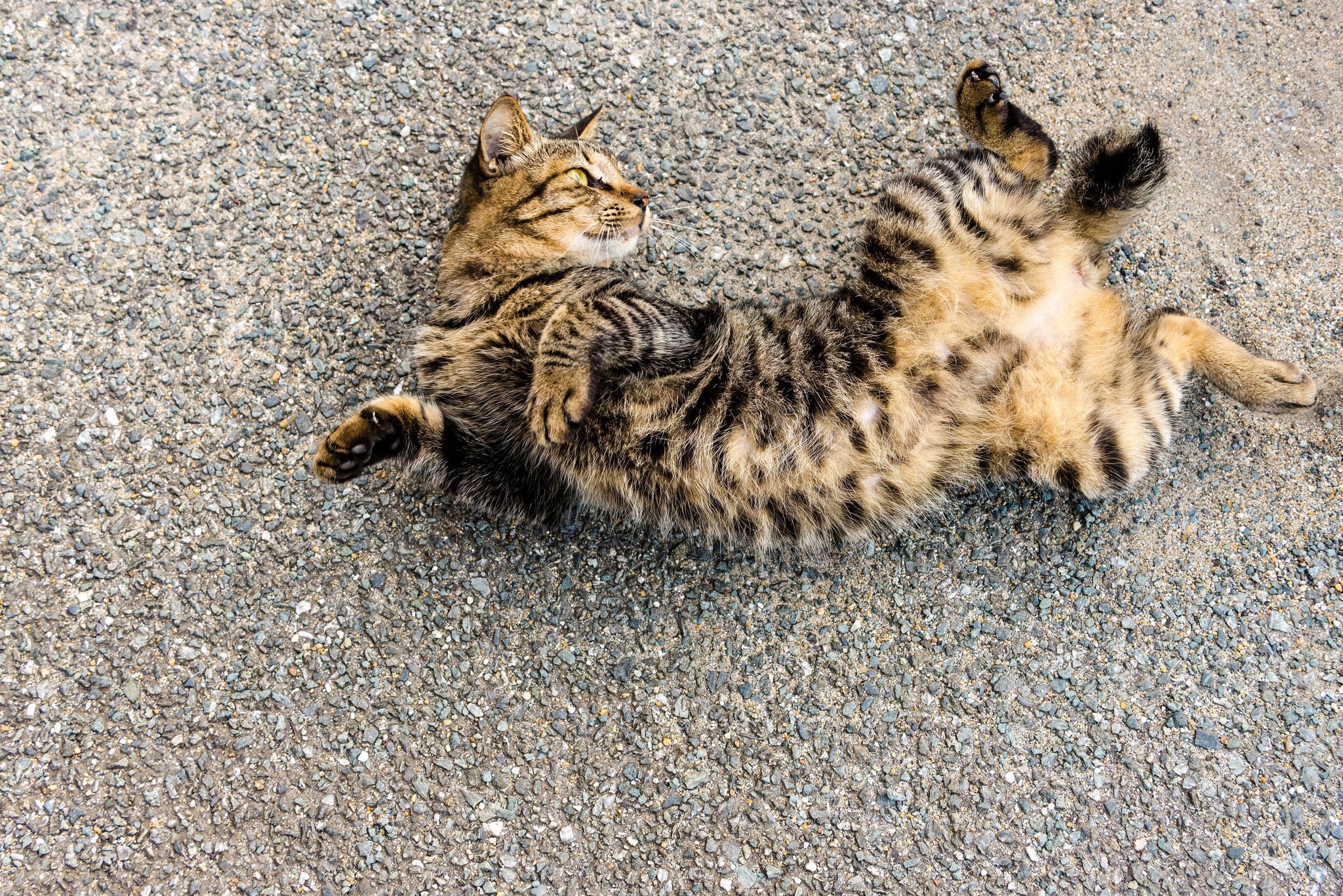 Tabby cat lying on its back on gravel HD Wallpaper