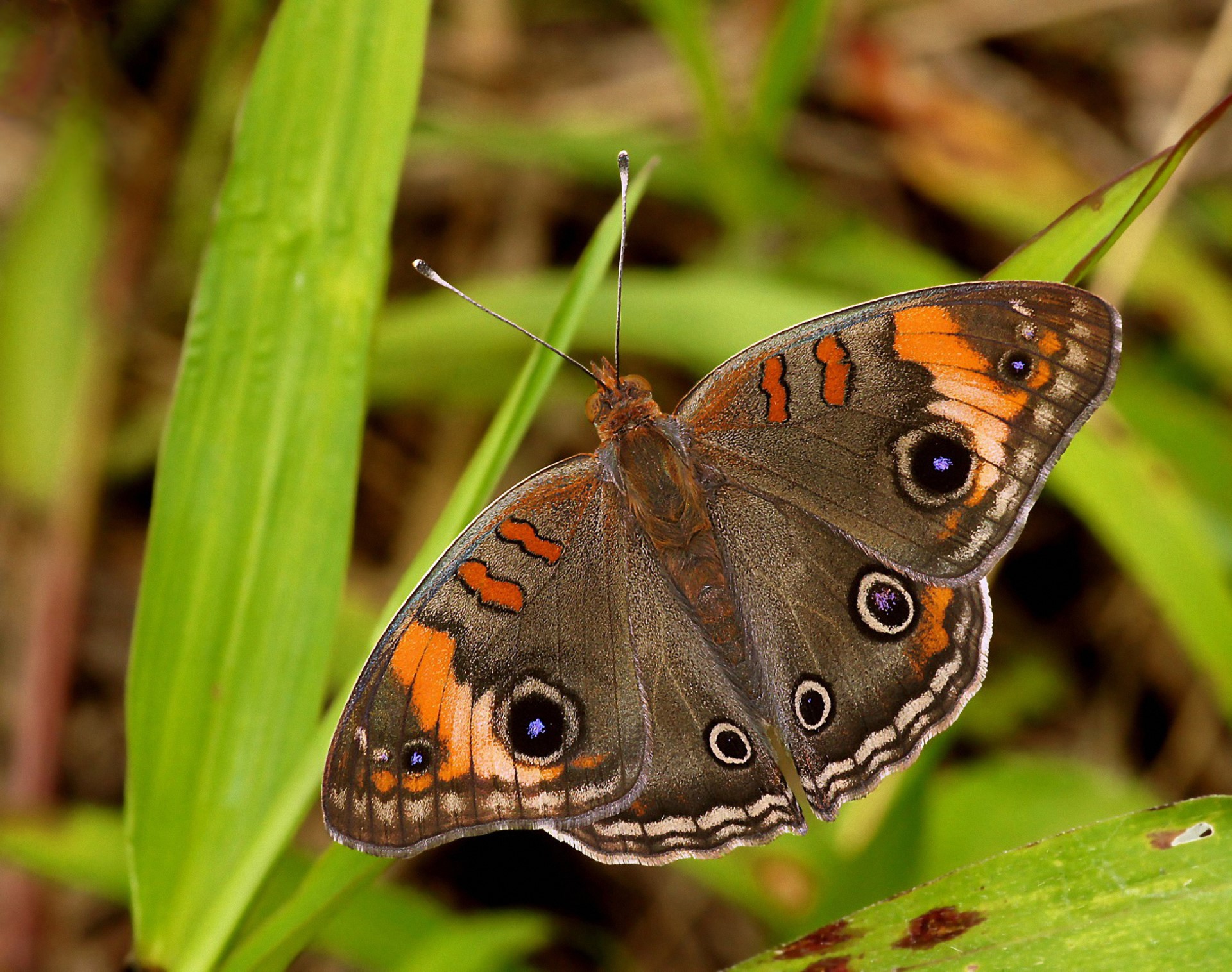 A close-up of a Common Evening Brown butterfly HD Wallpaper