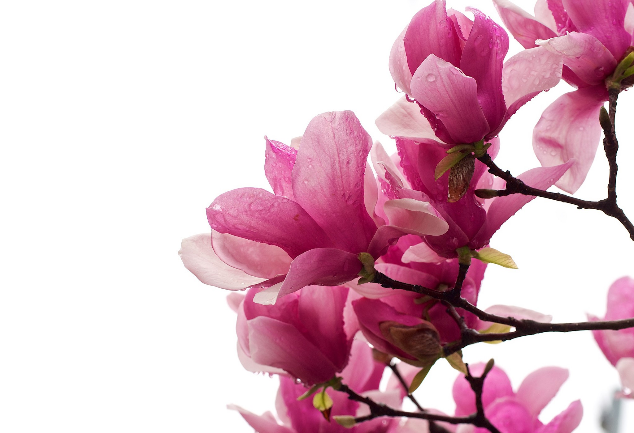 Pink Magnolia flowers with water droplets on branches HD Wallpaper