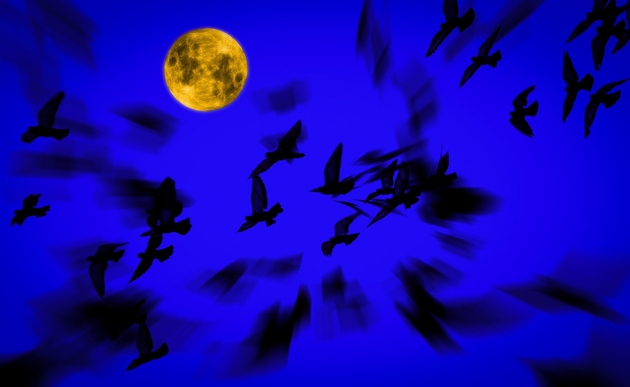 Birds flying under a full moon at night HD Wallpaper