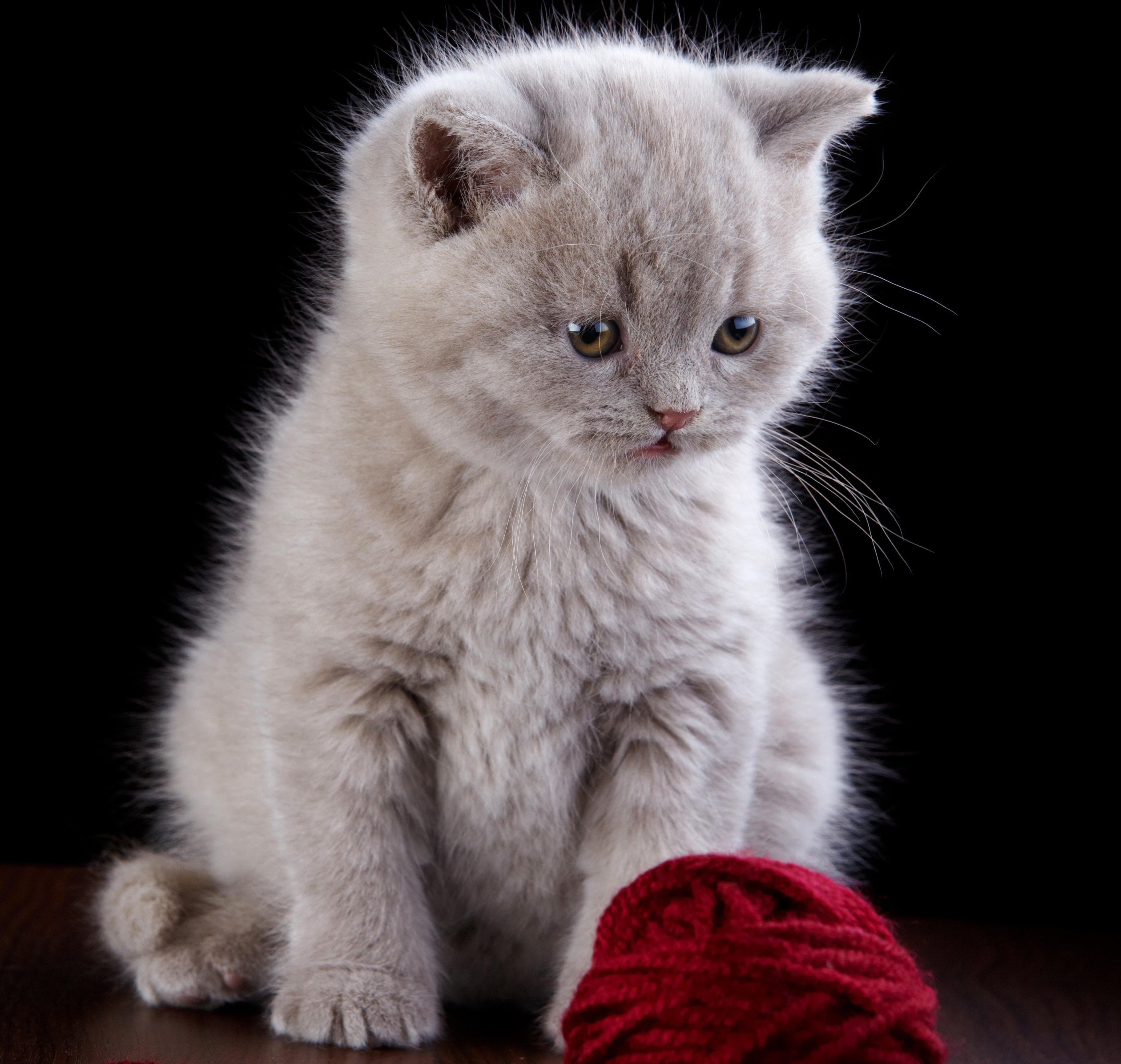 A fluffy grey kitten sits with a ball of red yarn HD Wallpaper