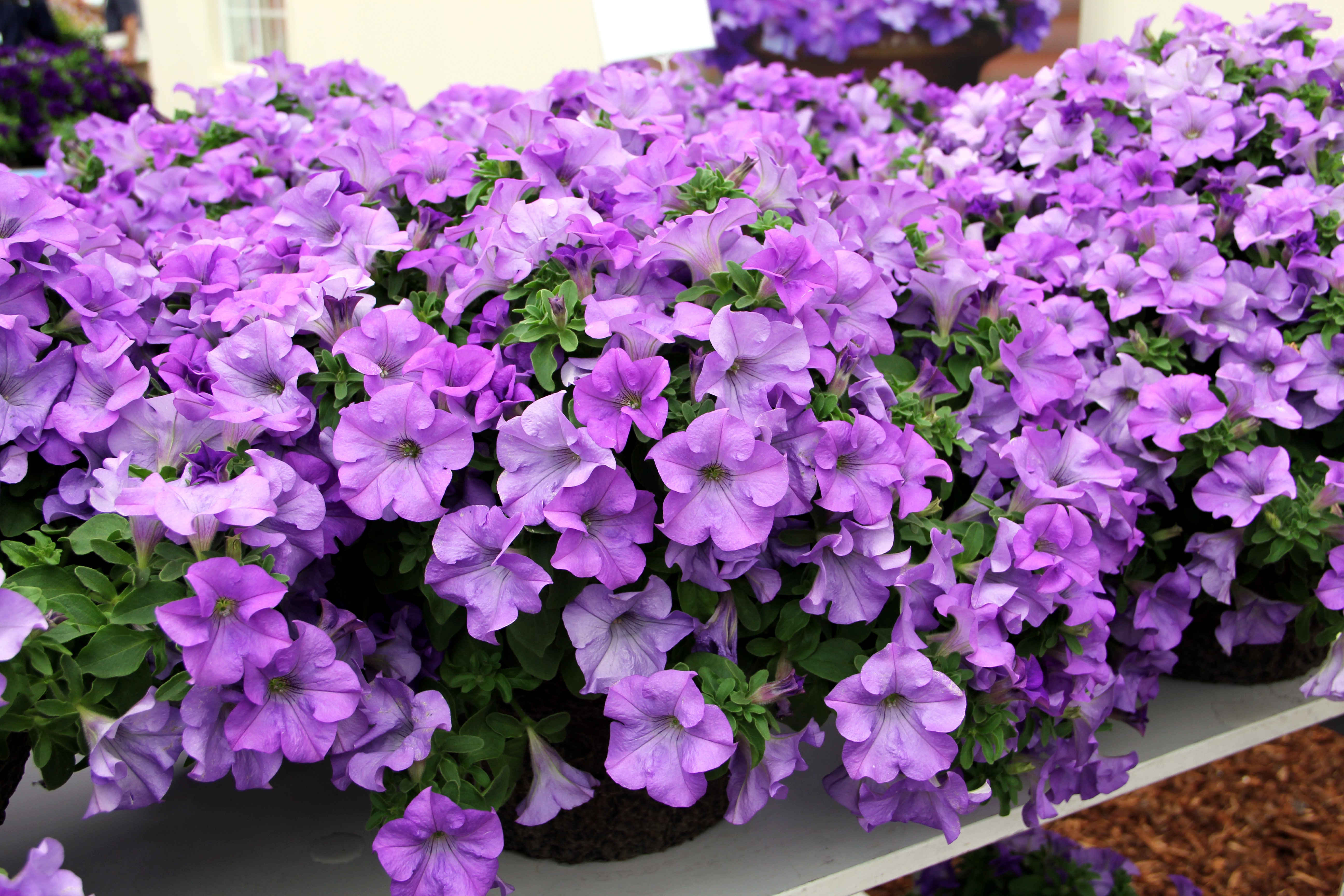 Many Violet Petunias HD Wallpaper