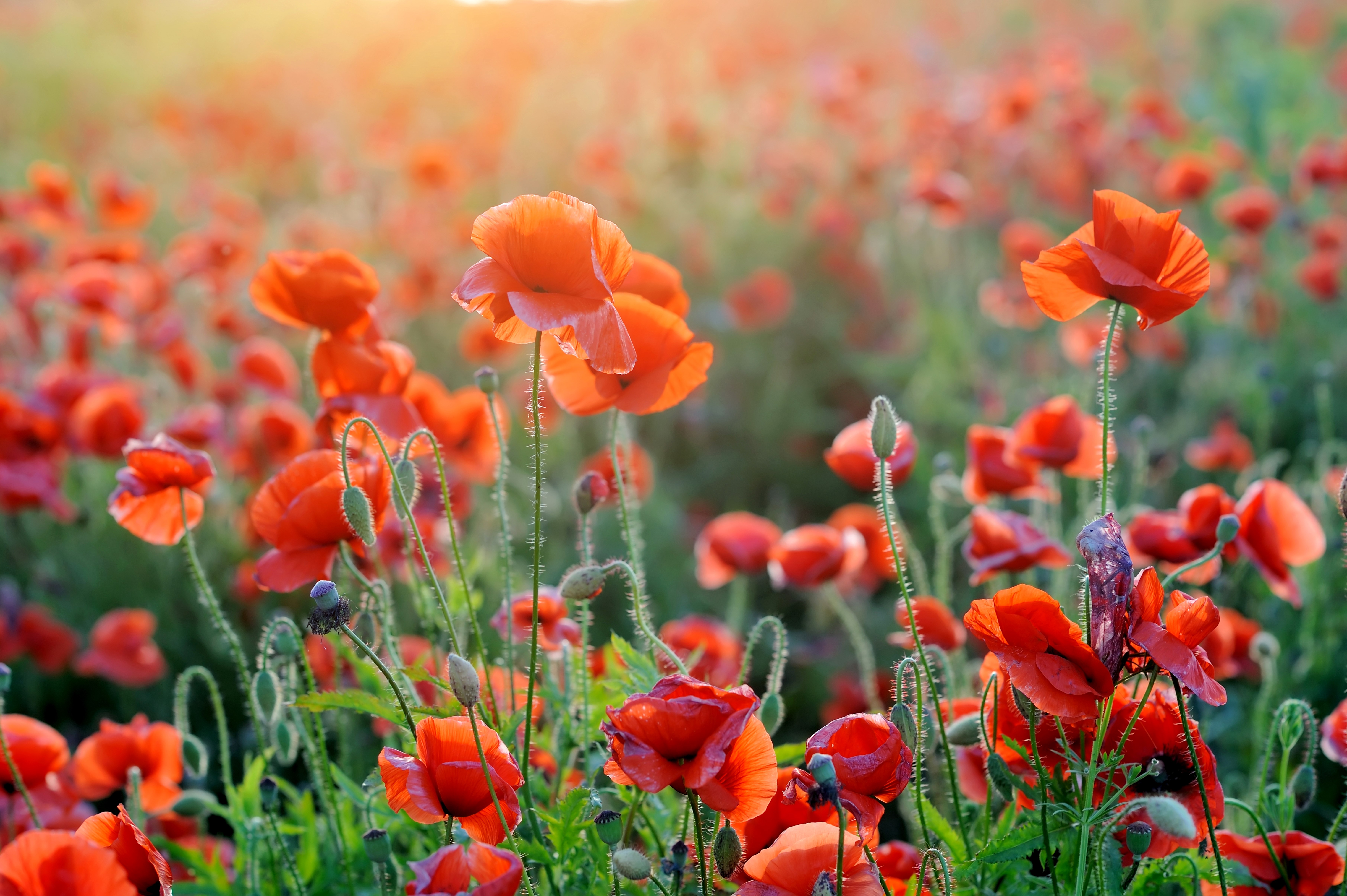 Field of Red Poppies at Sunset HD Wallpaper