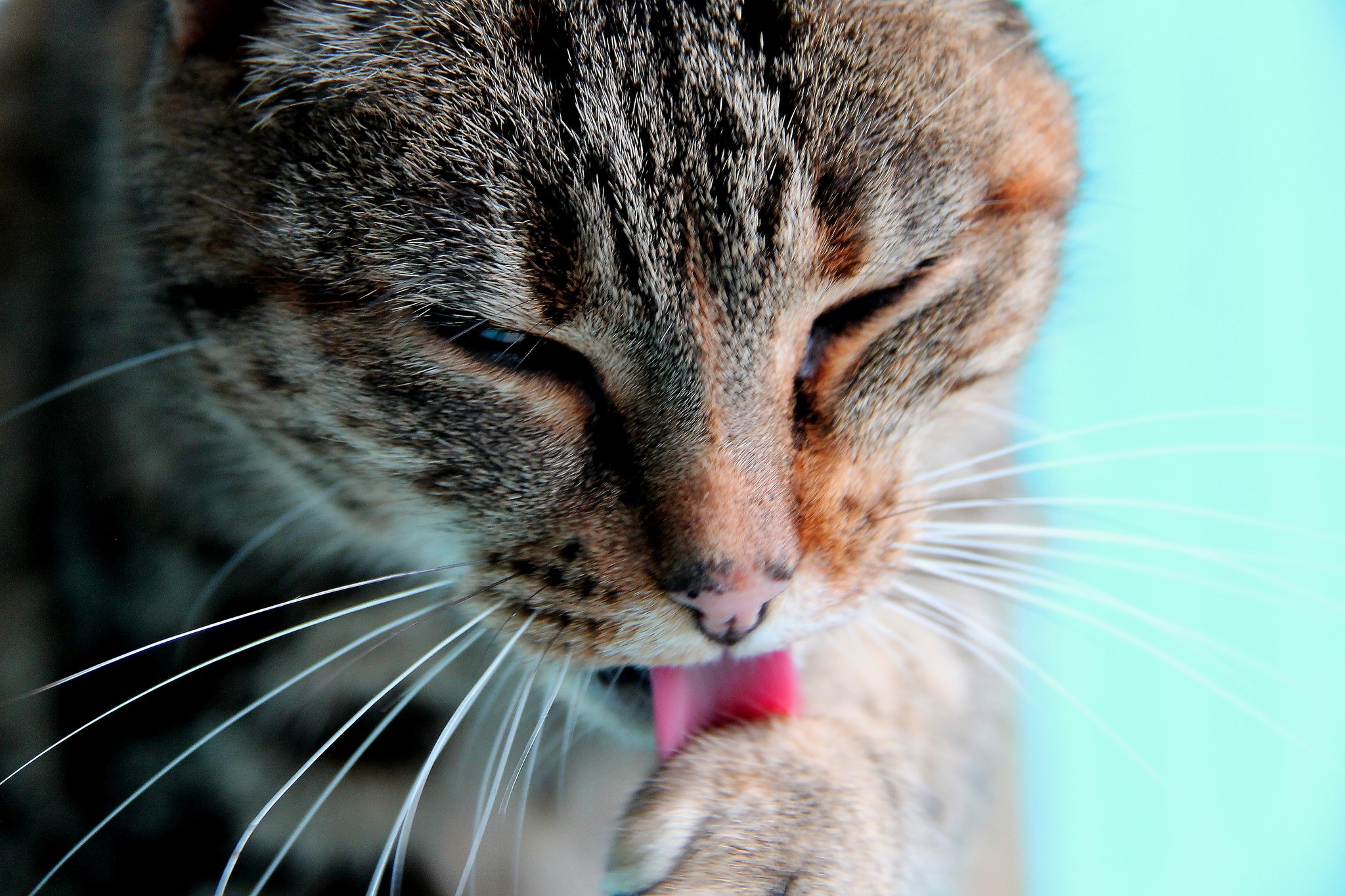 Close-up of a tabby cat grooming its paw HD Wallpaper