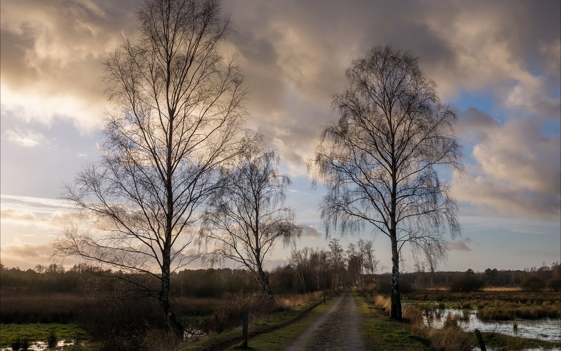 Bare birch trees line a dirt road through a marshy landscape under a cloudy sky HD Wallpaper