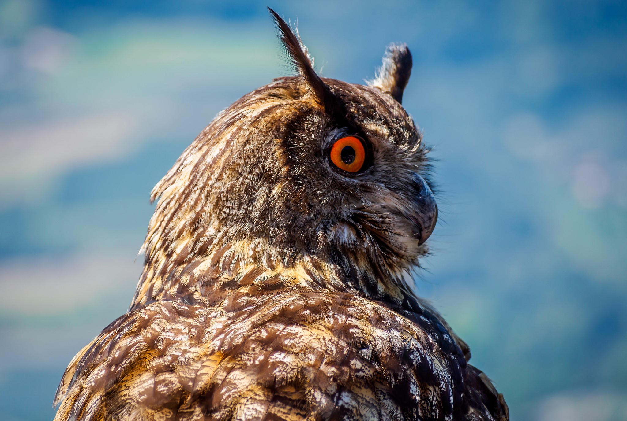 Close-up of an owl with bright orange eyes HD Wallpaper