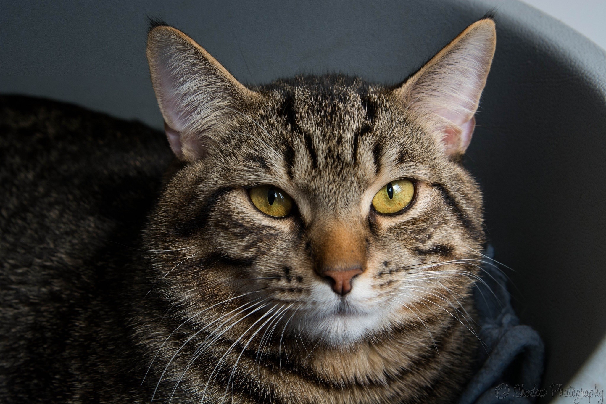 Tabby cat with yellow eyes looking forward HD Wallpaper