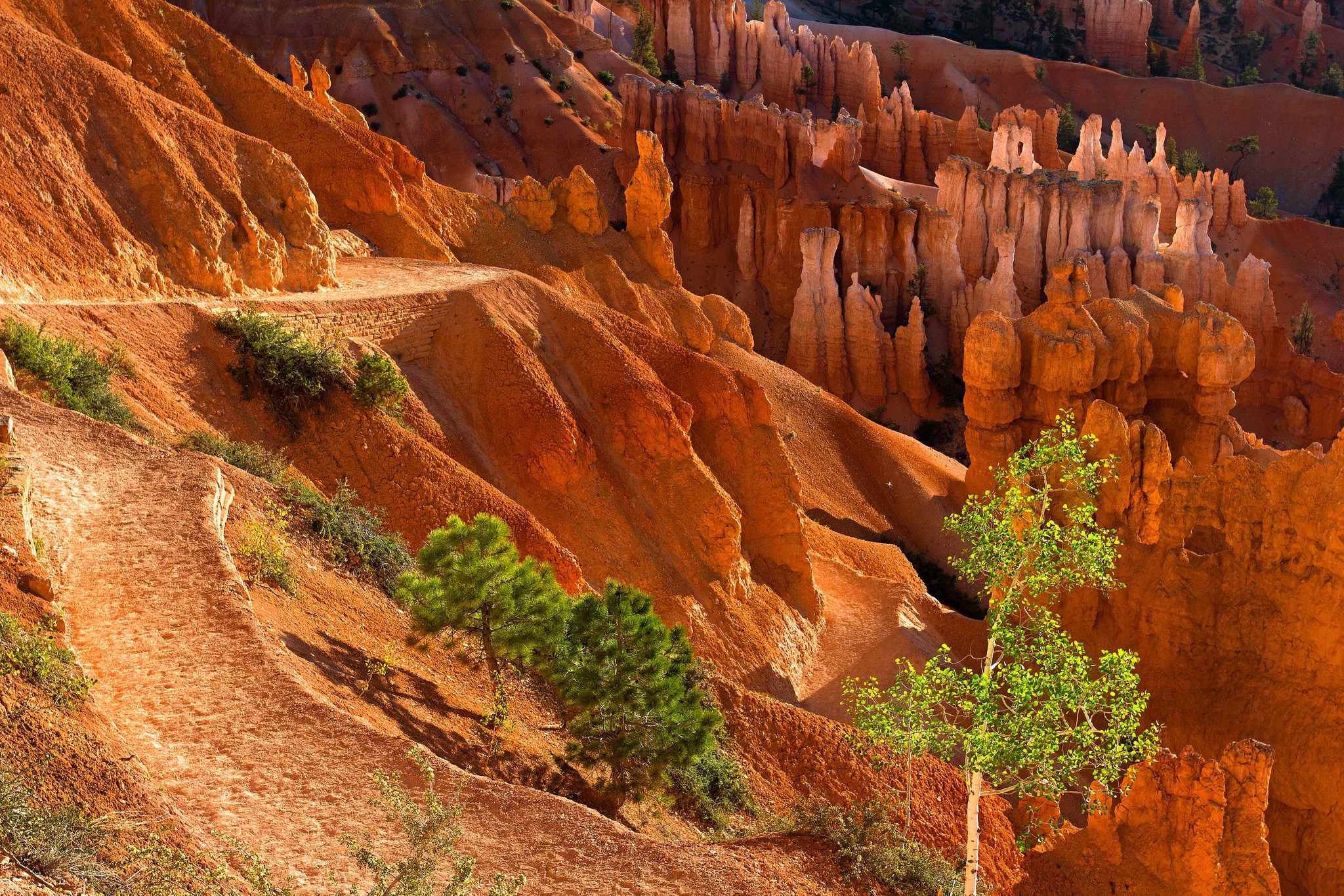 Bryce Canyon National Park Hoodoos Trail HD Wallpaper