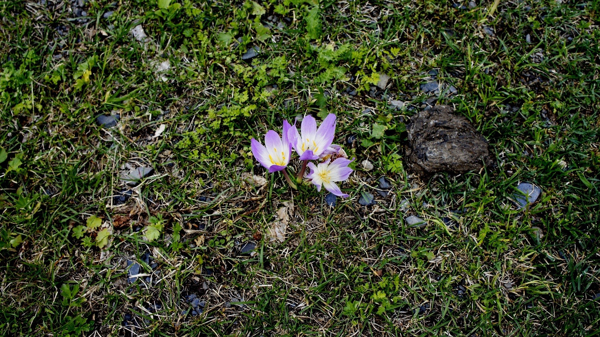 Purple crocuses growing in grass with a rock HD Wallpaper