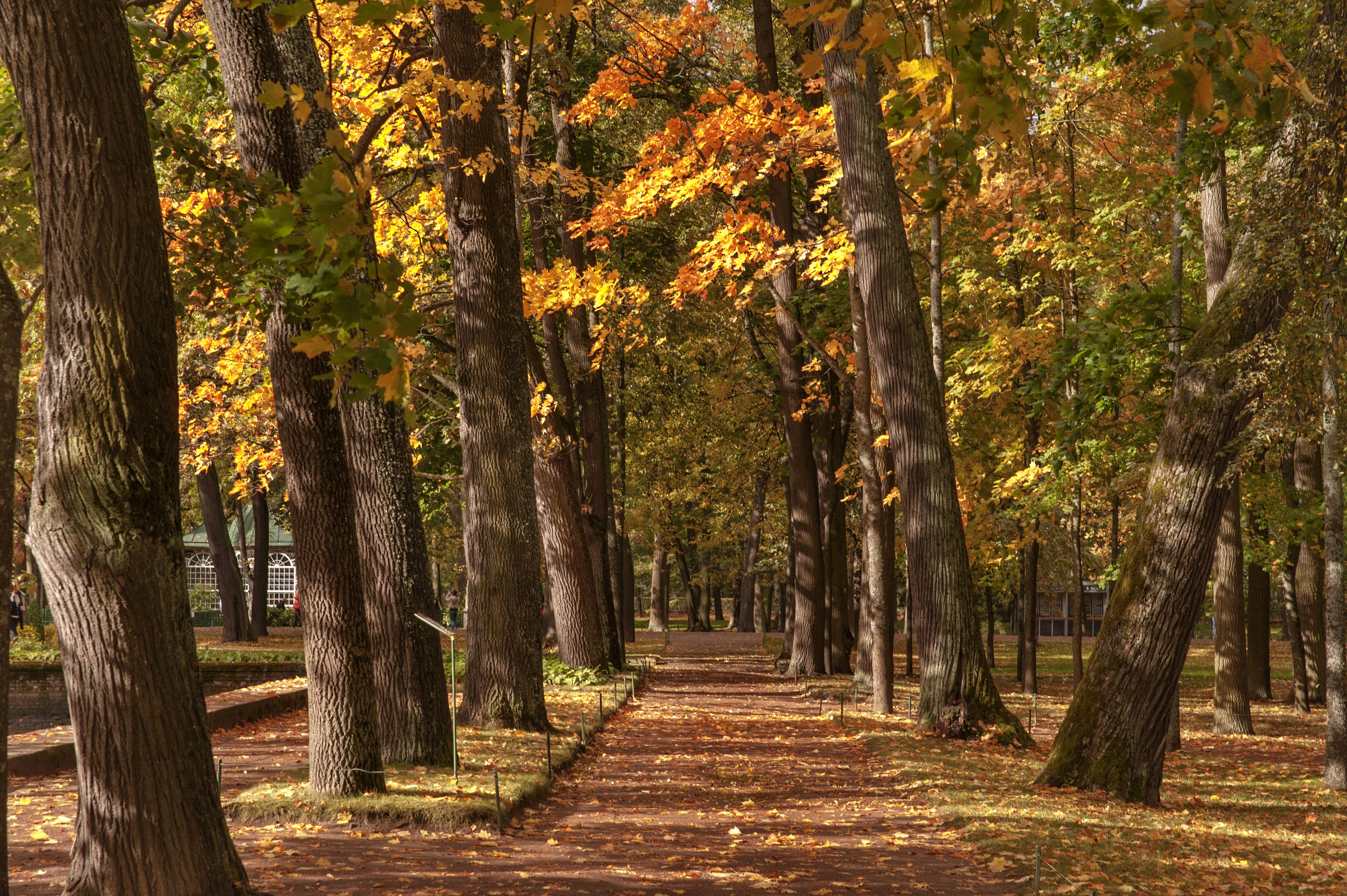 Autumn park pathway with trees in St. Petersburg, Russia HD Wallpaper
