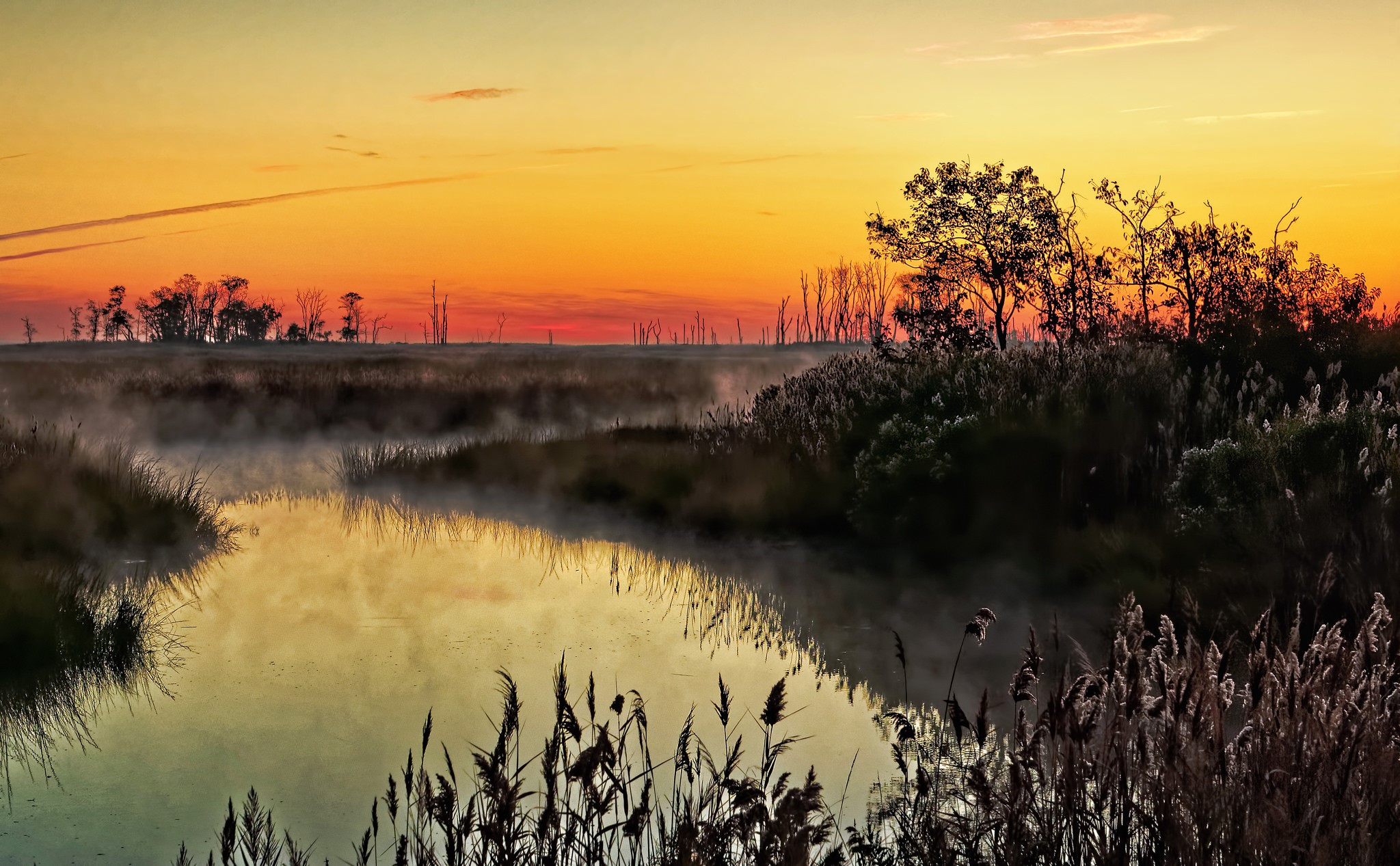 Misty river at sunrise with reeds and trees HD Wallpaper