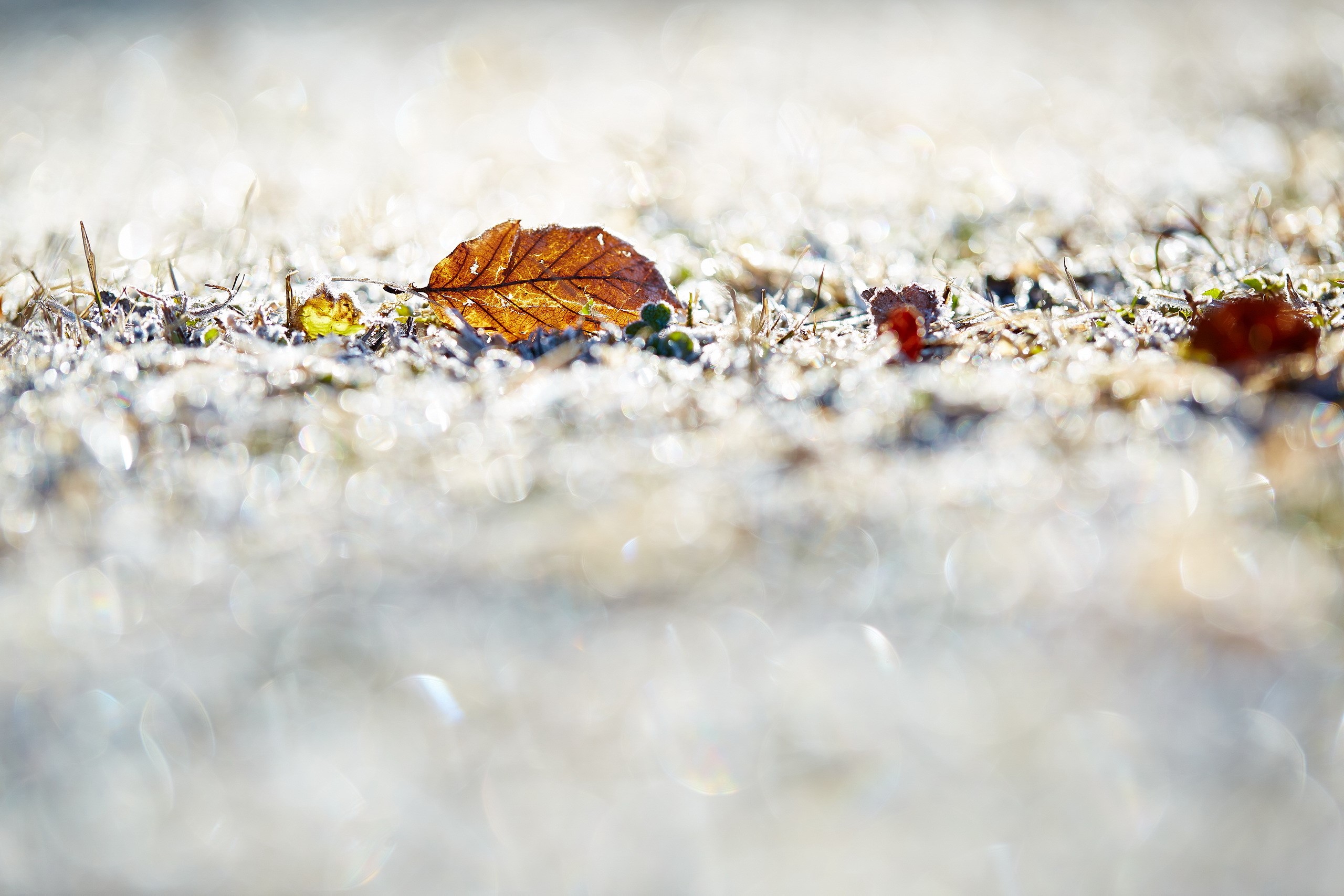 Autumn leaf on frosted grass HD Wallpaper