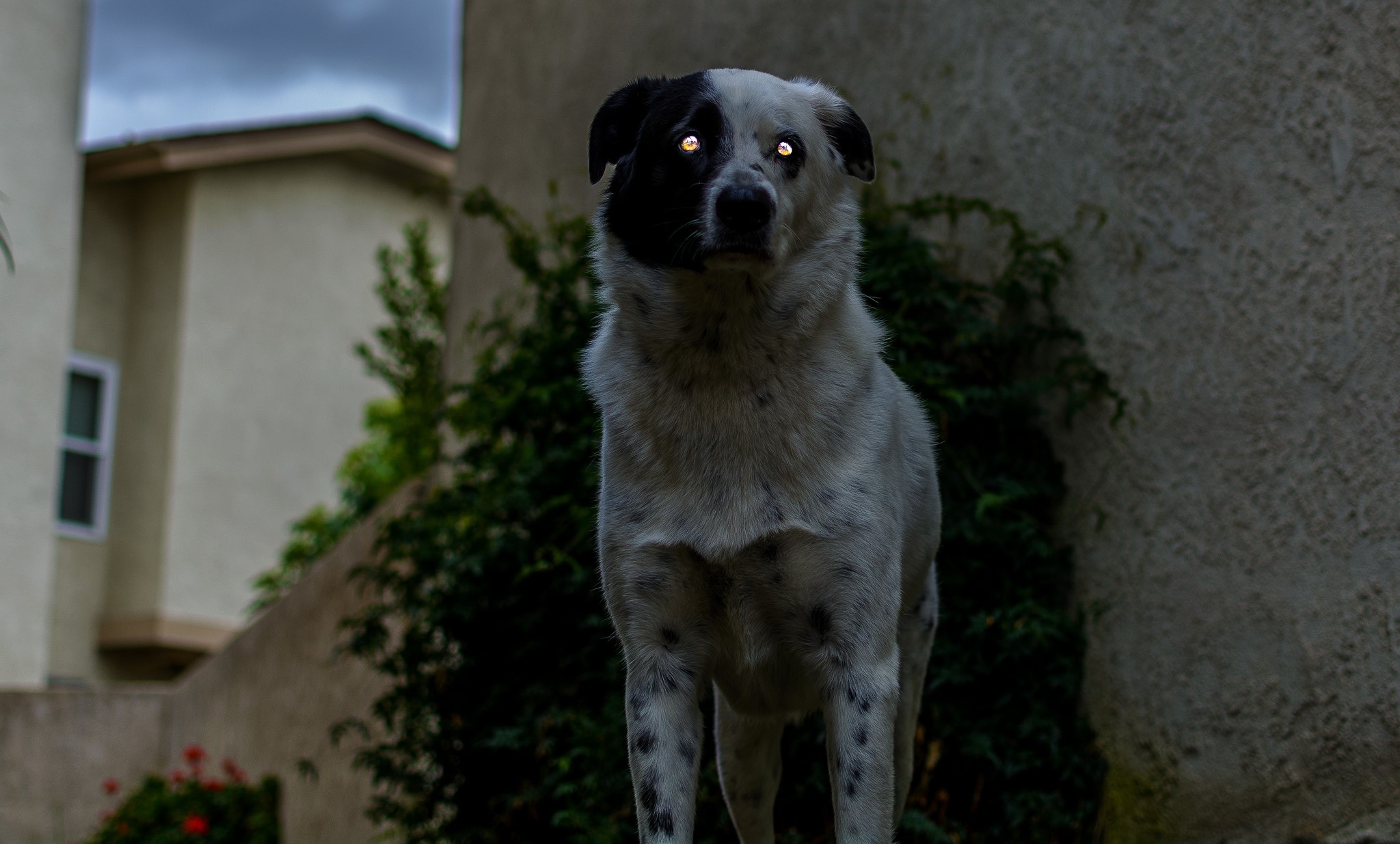 A dog with glowing eyes stands outside HD Wallpaper
