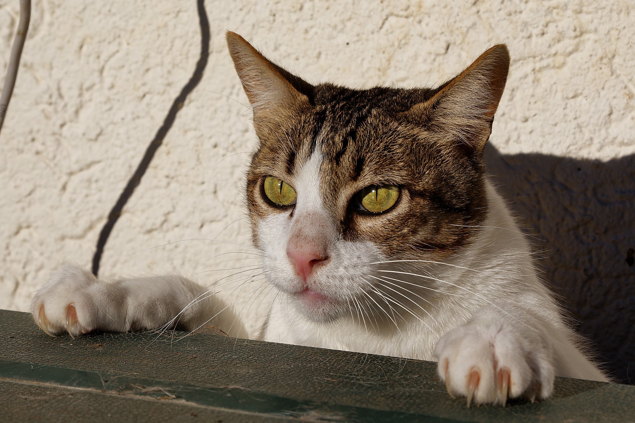 Tabby cat with green eyes peeking over a ledge HD Wallpaper