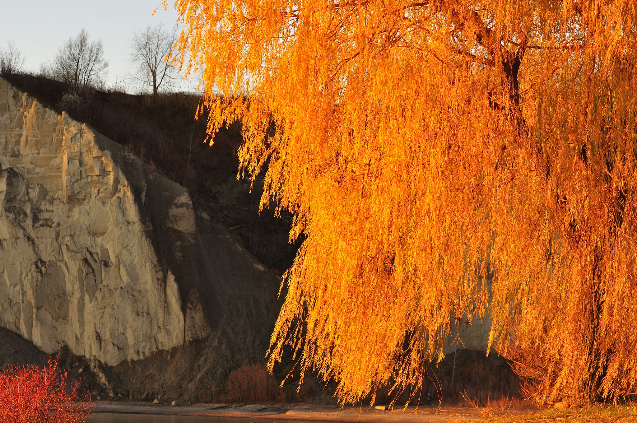 Autumn tree with golden leaves by a cliff HD Wallpaper