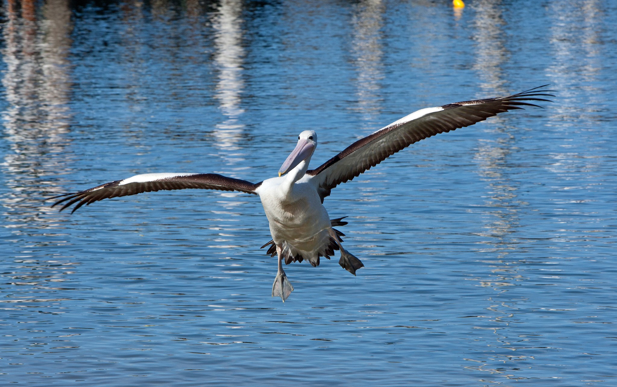 Pelican in flight over water HD Wallpaper