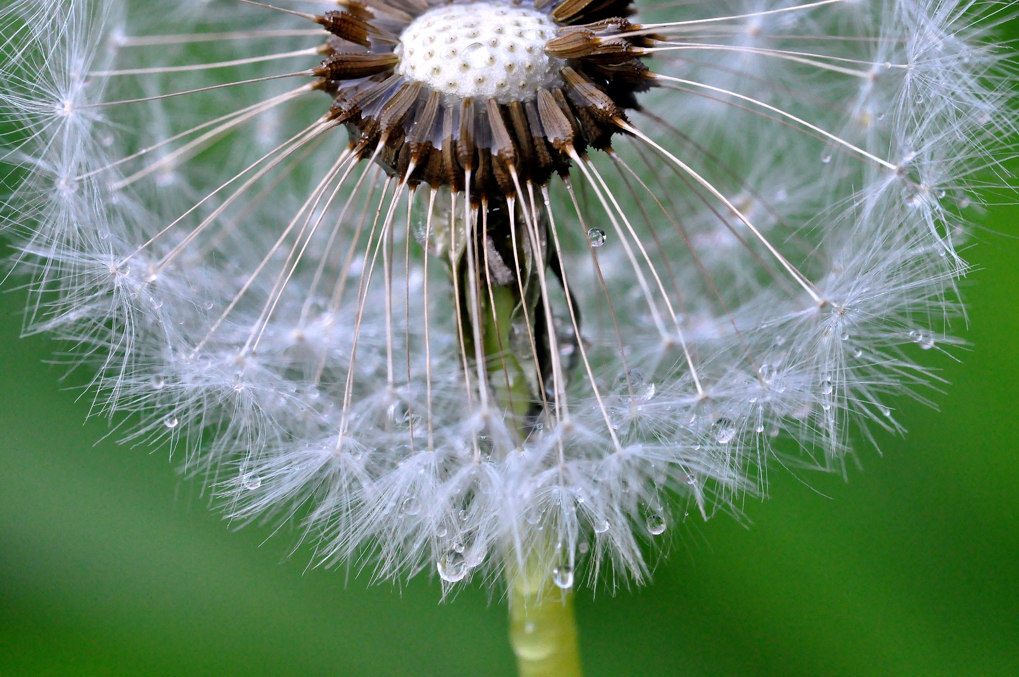 Close-up of a dandelion with water droplets HD Wallpaper