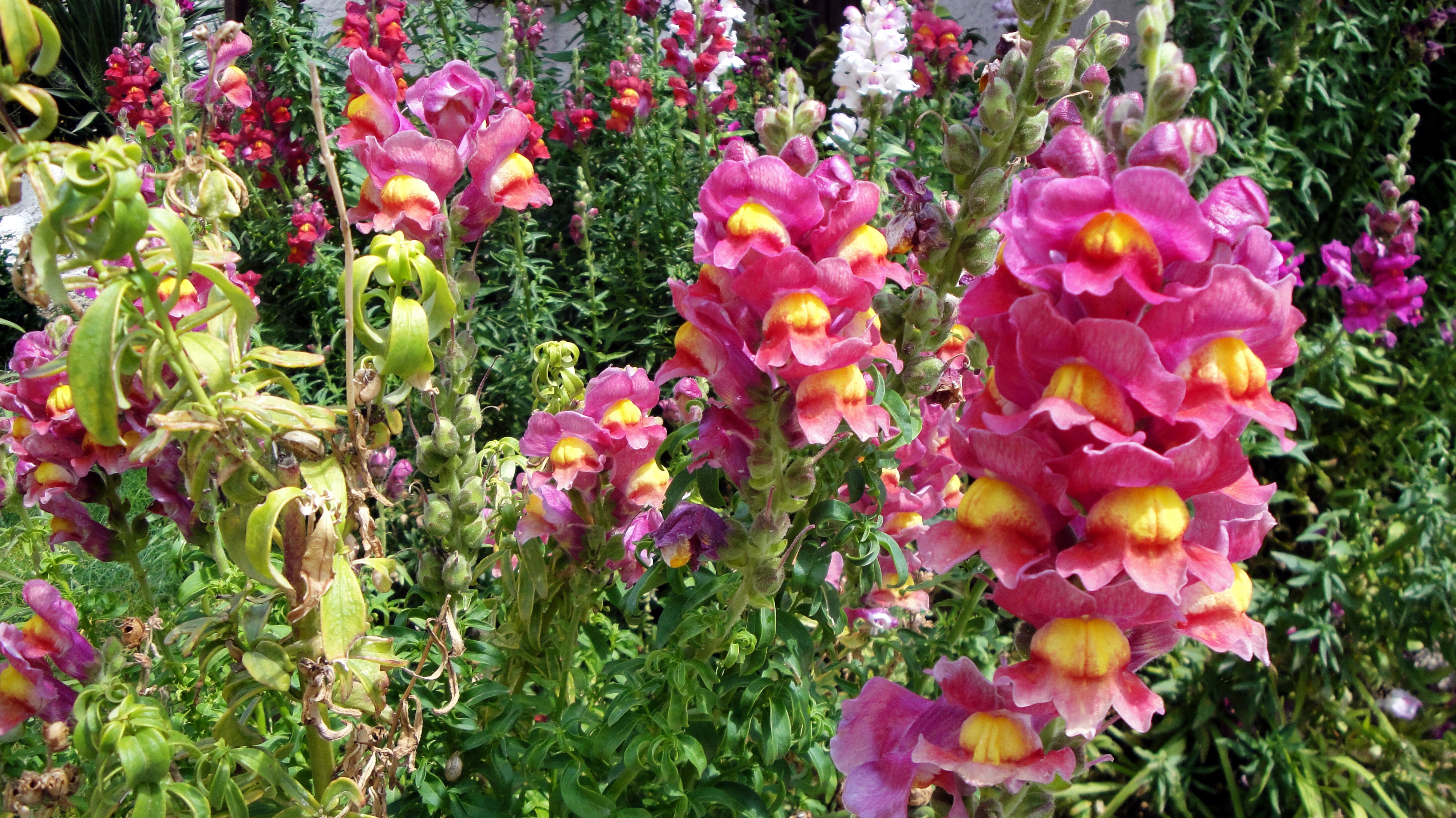 Pink and yellow snapdragons in a garden HD Wallpaper