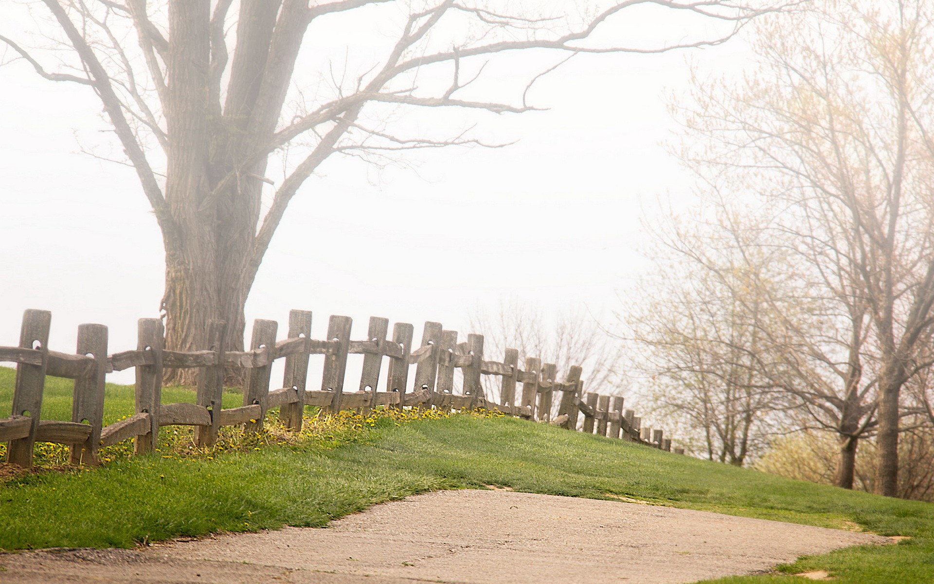 Wooden fence on a foggy hill with trees HD Wallpaper