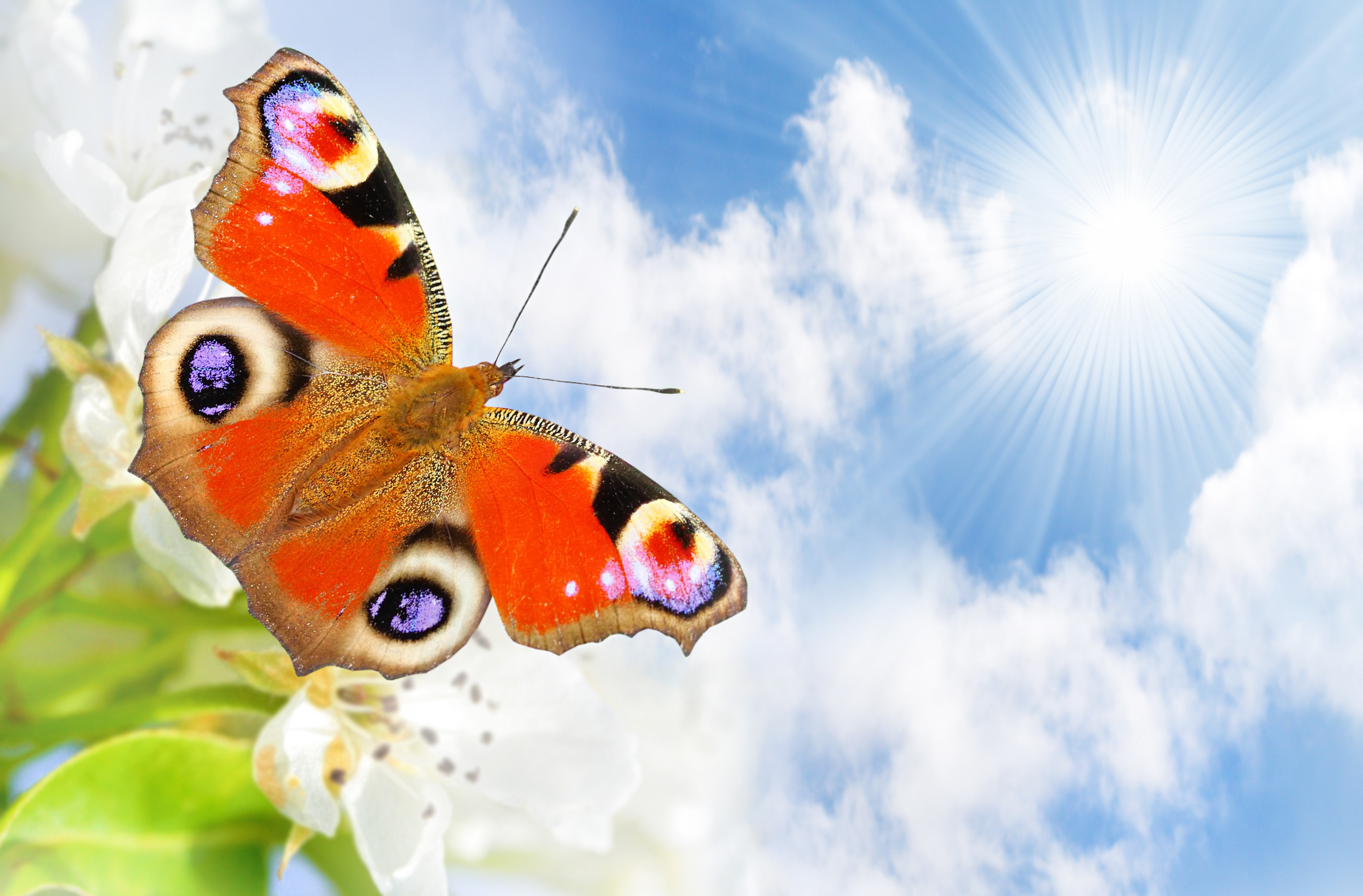 Peacock Butterfly on White Flowers with Sunlit Sky HD Wallpaper