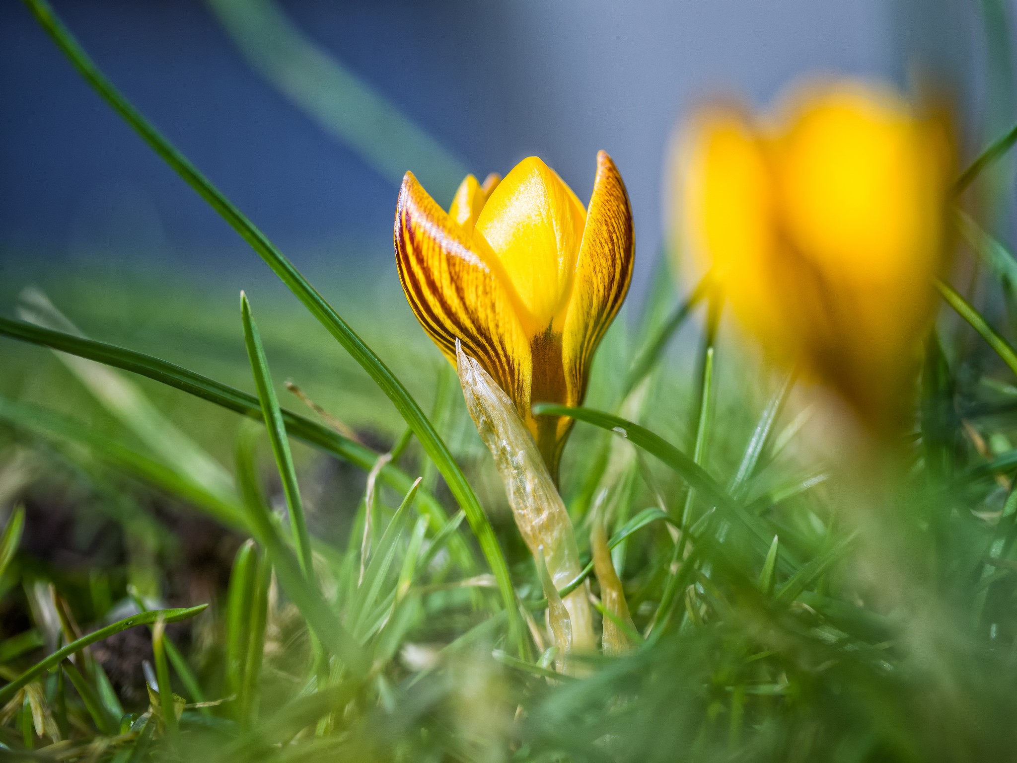 Yellow Crocus Flowers in Green Grass HD Wallpaper