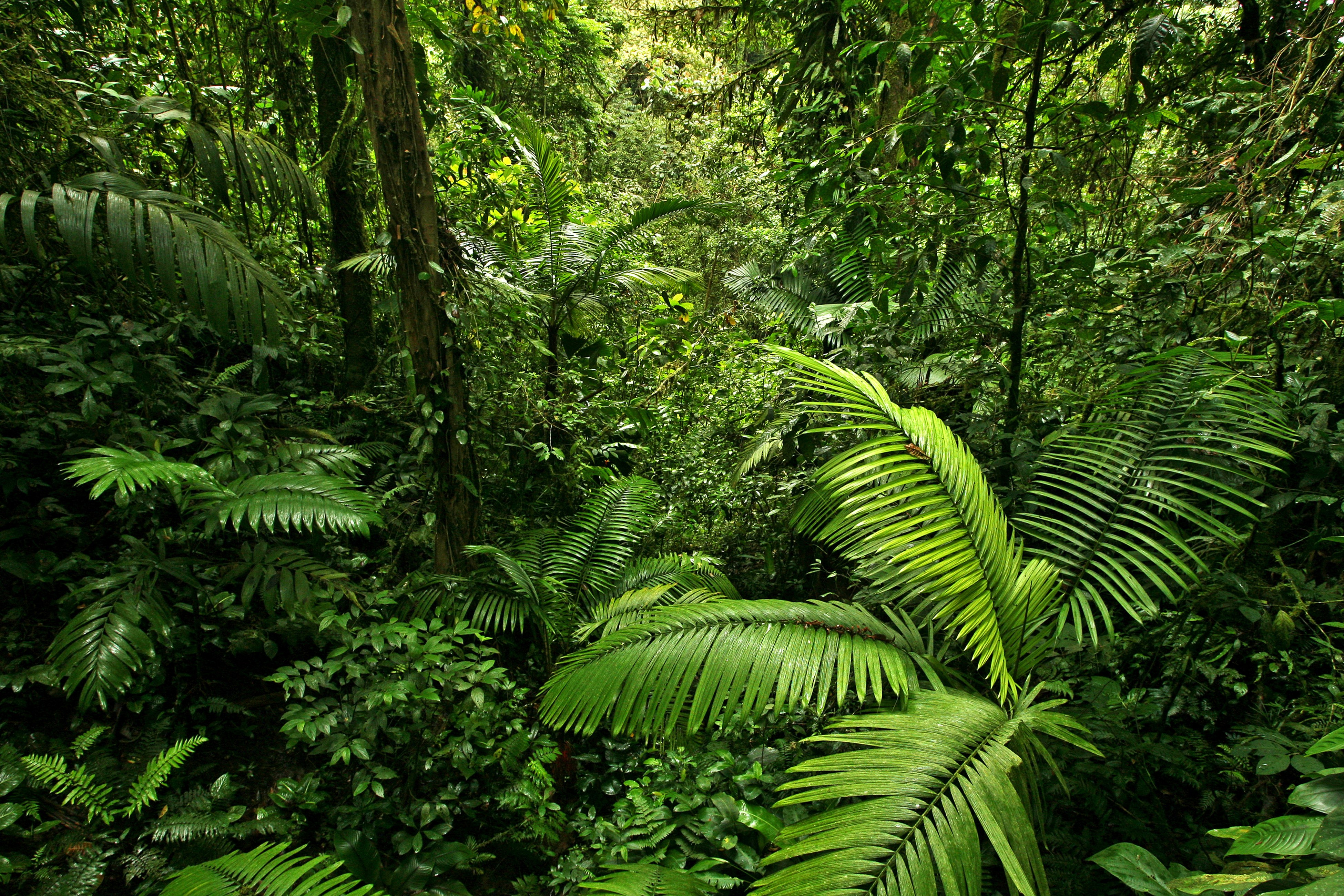 Jungle Tropics Forests Foliage Green HD Wallpaper