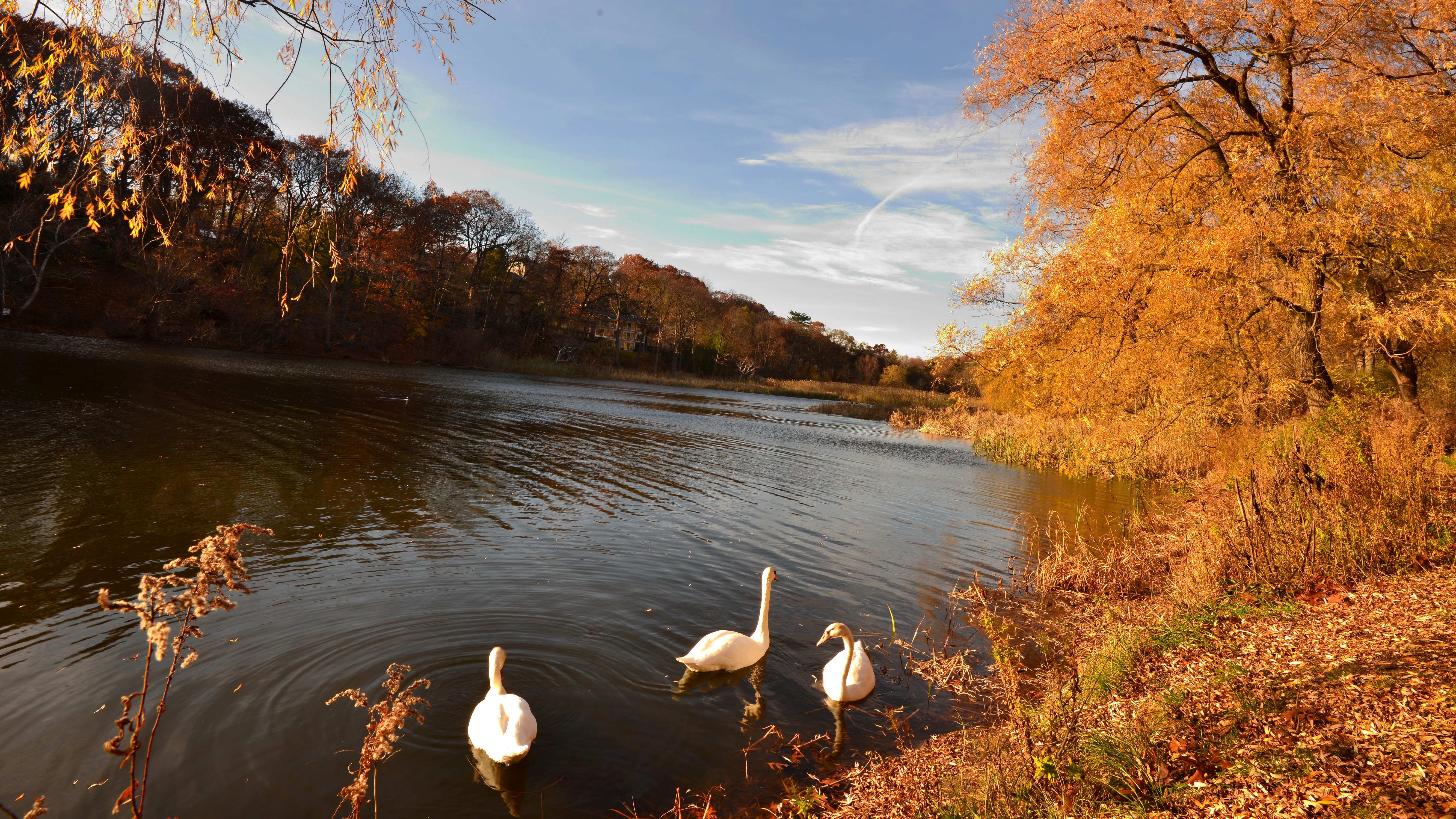 Autumn Pond with Swans and Trees HD Wallpaper