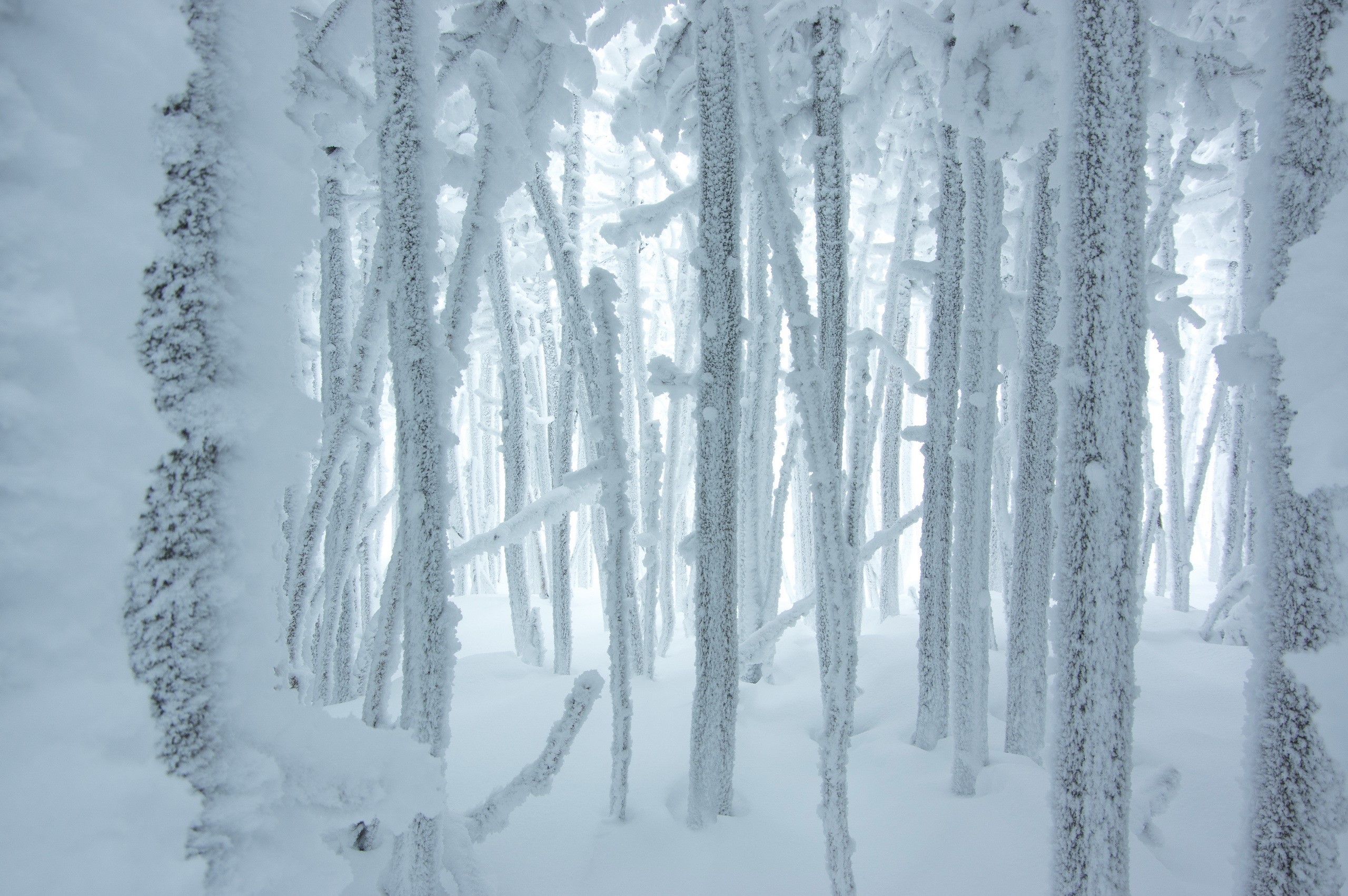 Trees covered in frost and snow in a winter forest HD Wallpaper