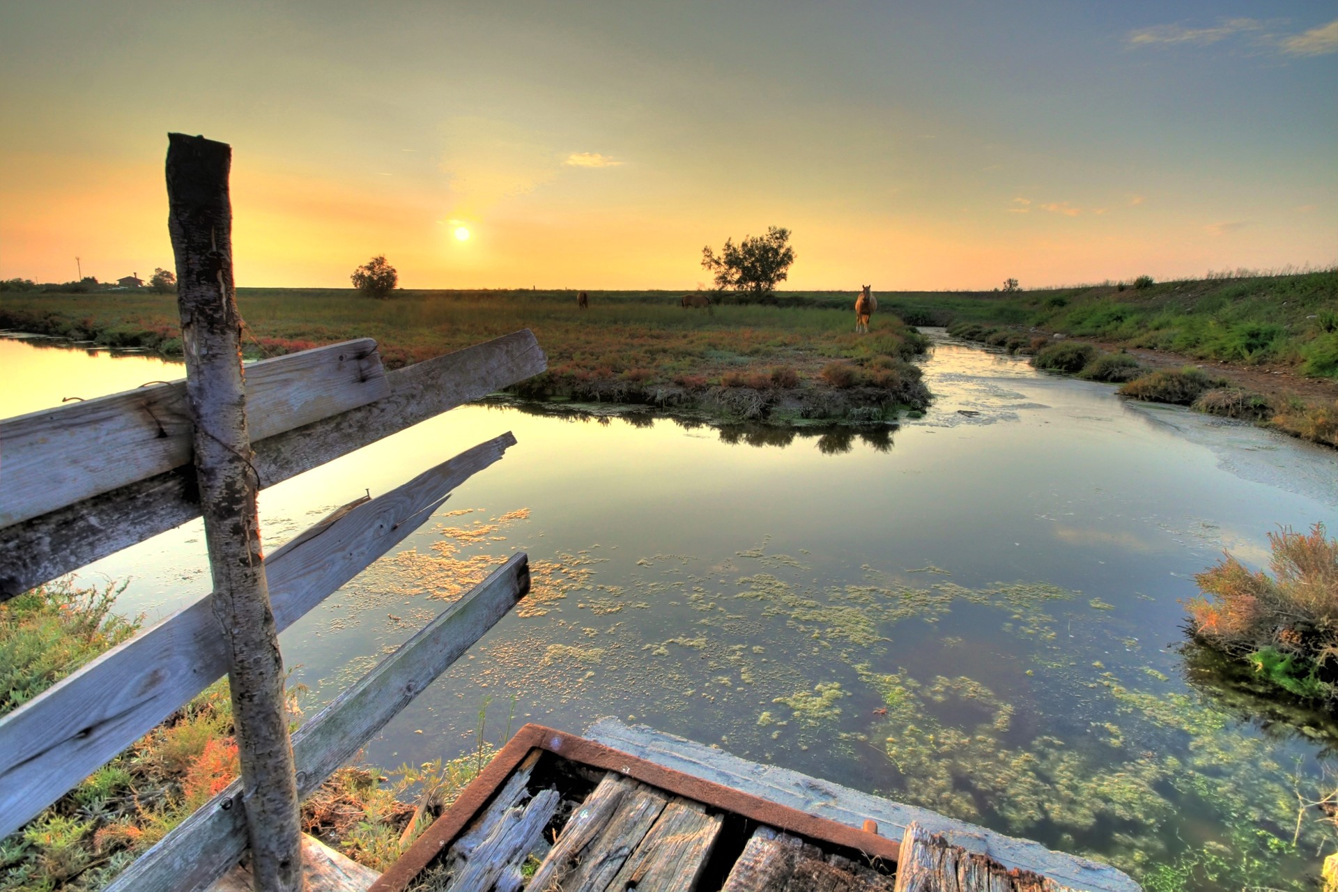 Sunset over a marsh with horses and a broken fence HD Wallpaper