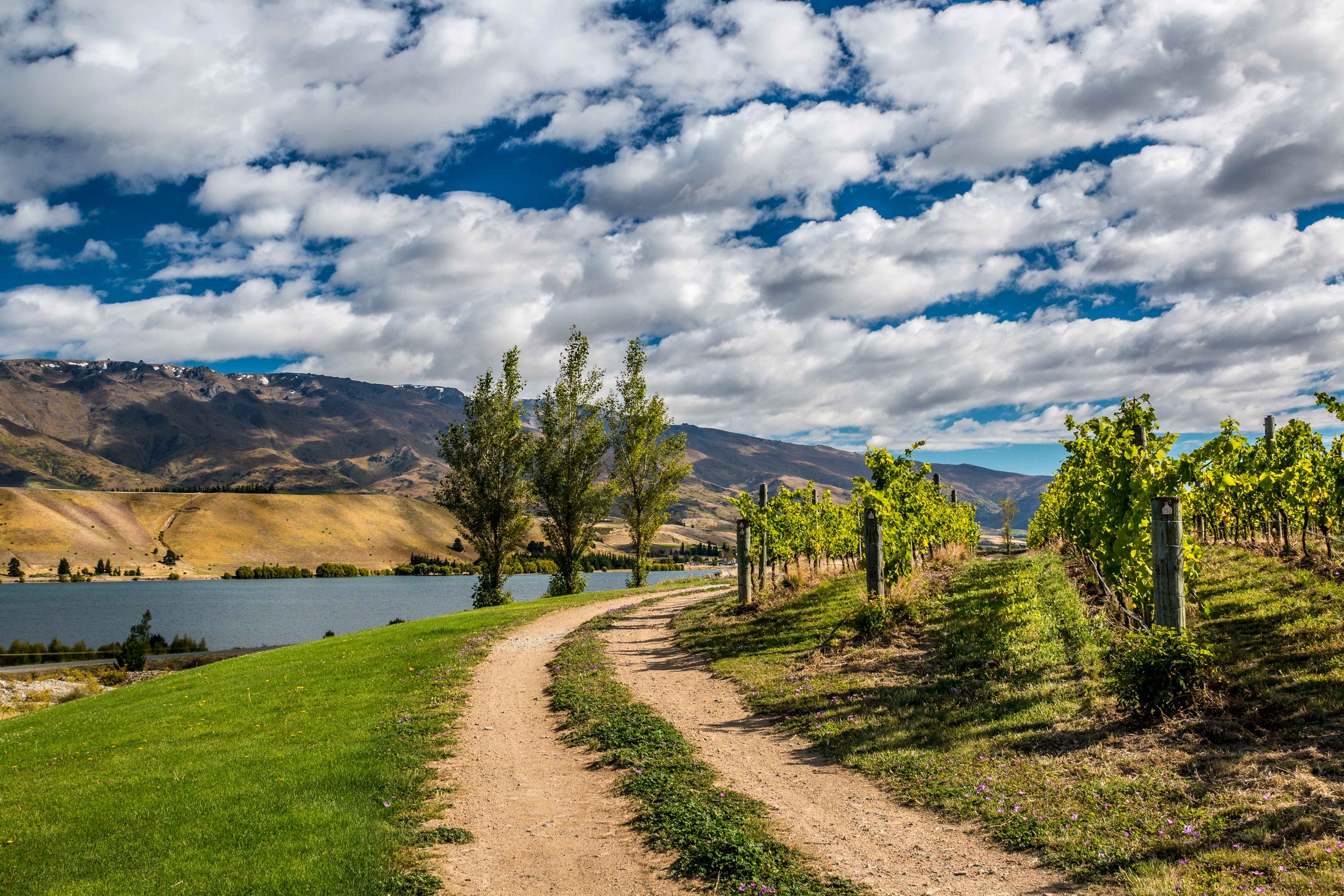 Vineyard overlooking a lake with mountains under a cloudy sky HD Wallpaper