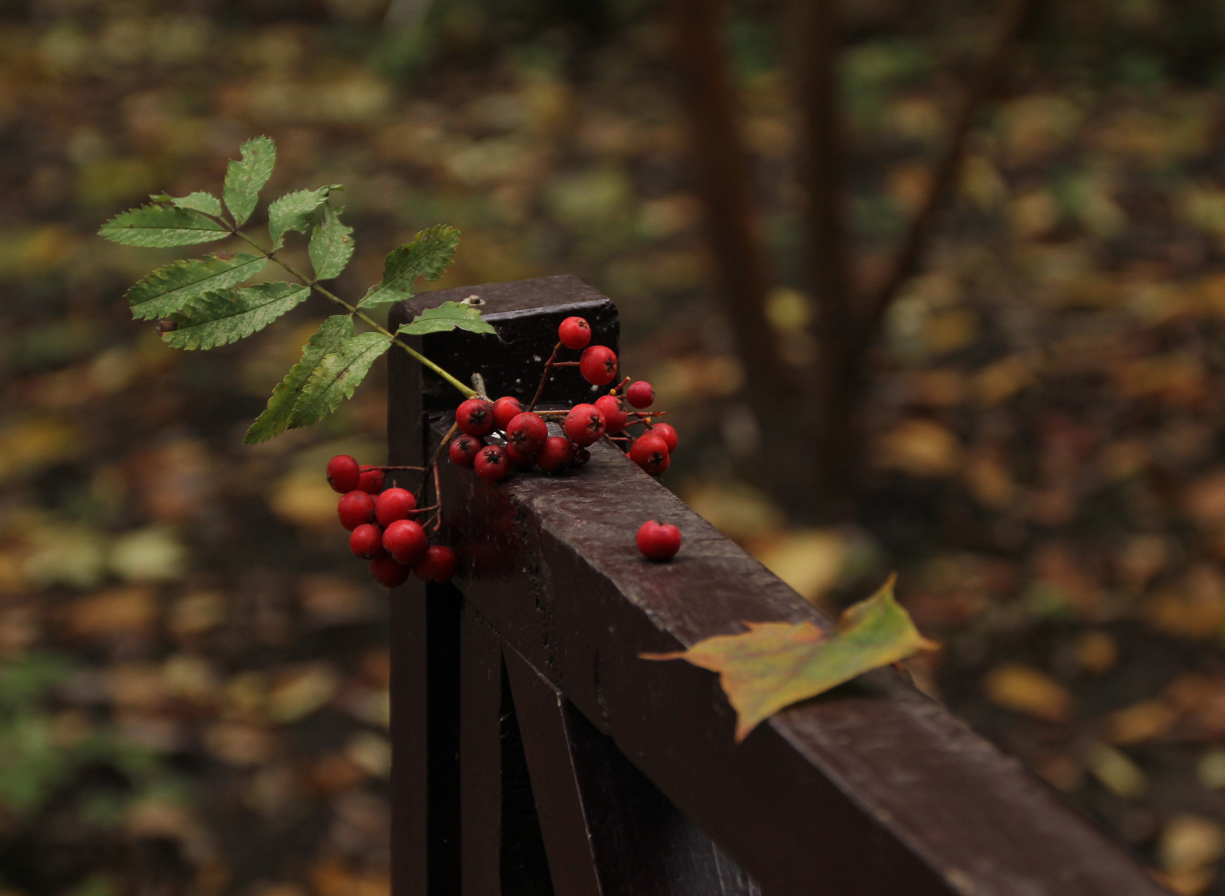 Berries and leaf on a wooden railing HD Wallpaper
