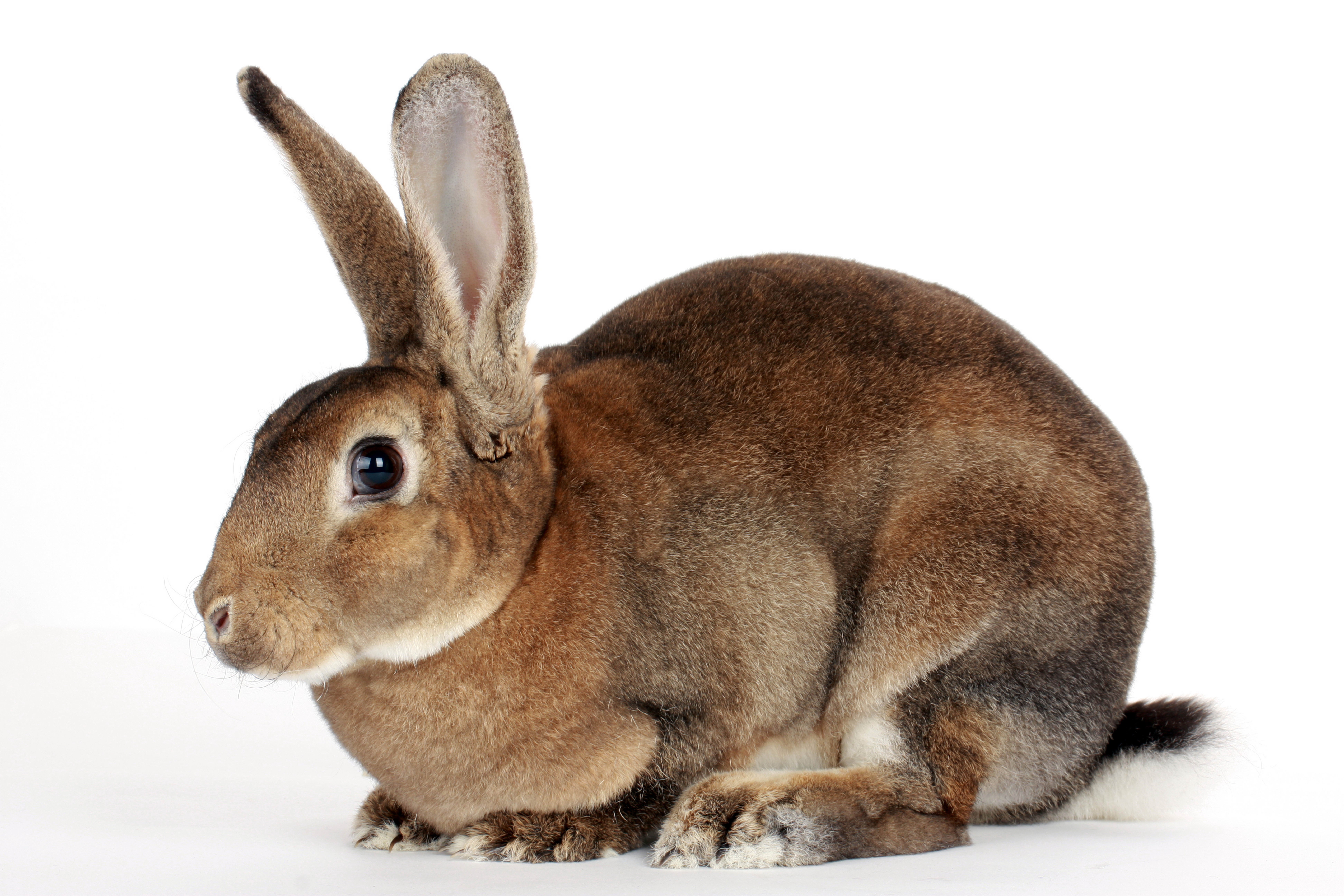 Brown Rex Rabbit Closeup HD Wallpaper