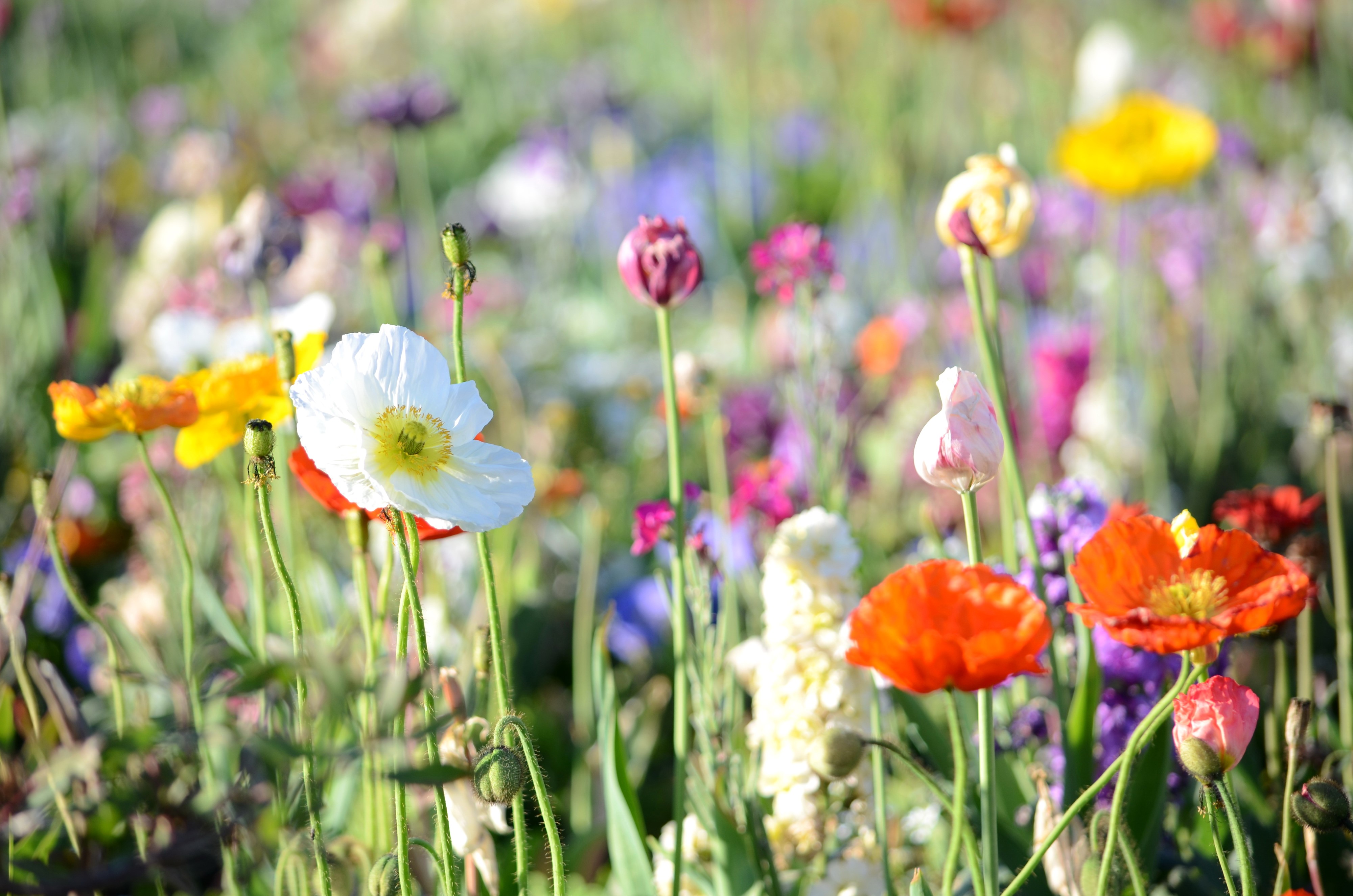 Field of colorful wildflowers with poppies HD Wallpaper