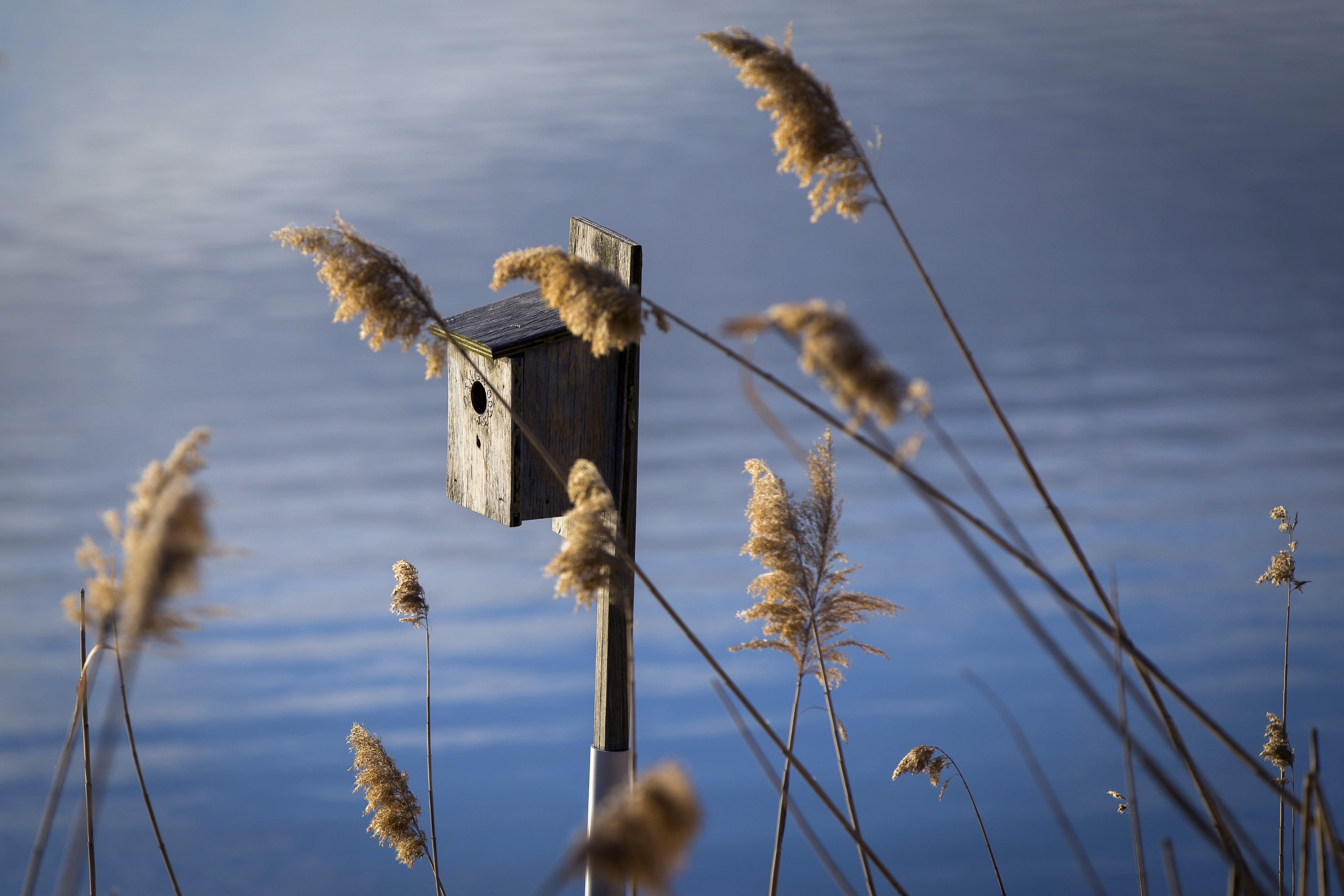 Birdhouse among reeds by the water HD Wallpaper
