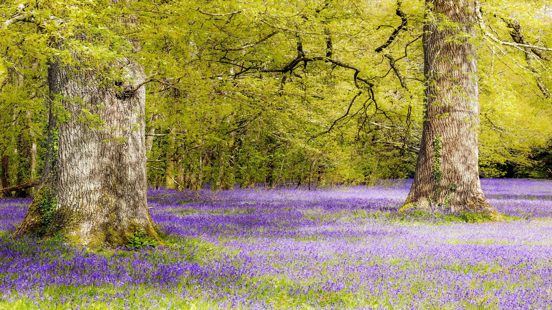 Two large trees in a field of bluebells HD Wallpaper