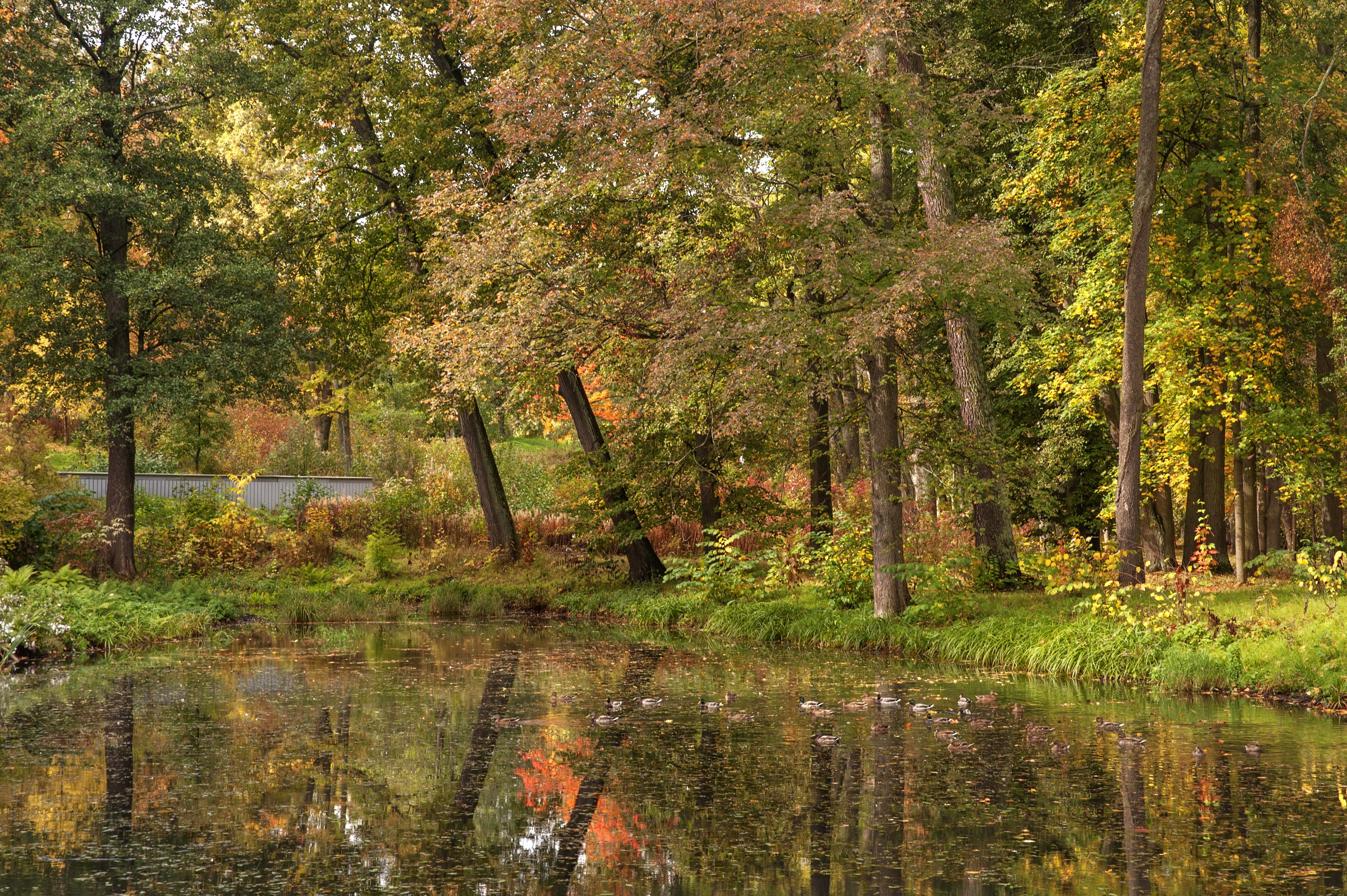 Autumn park with a pond and trees in Peterhof, Russia HD Wallpaper