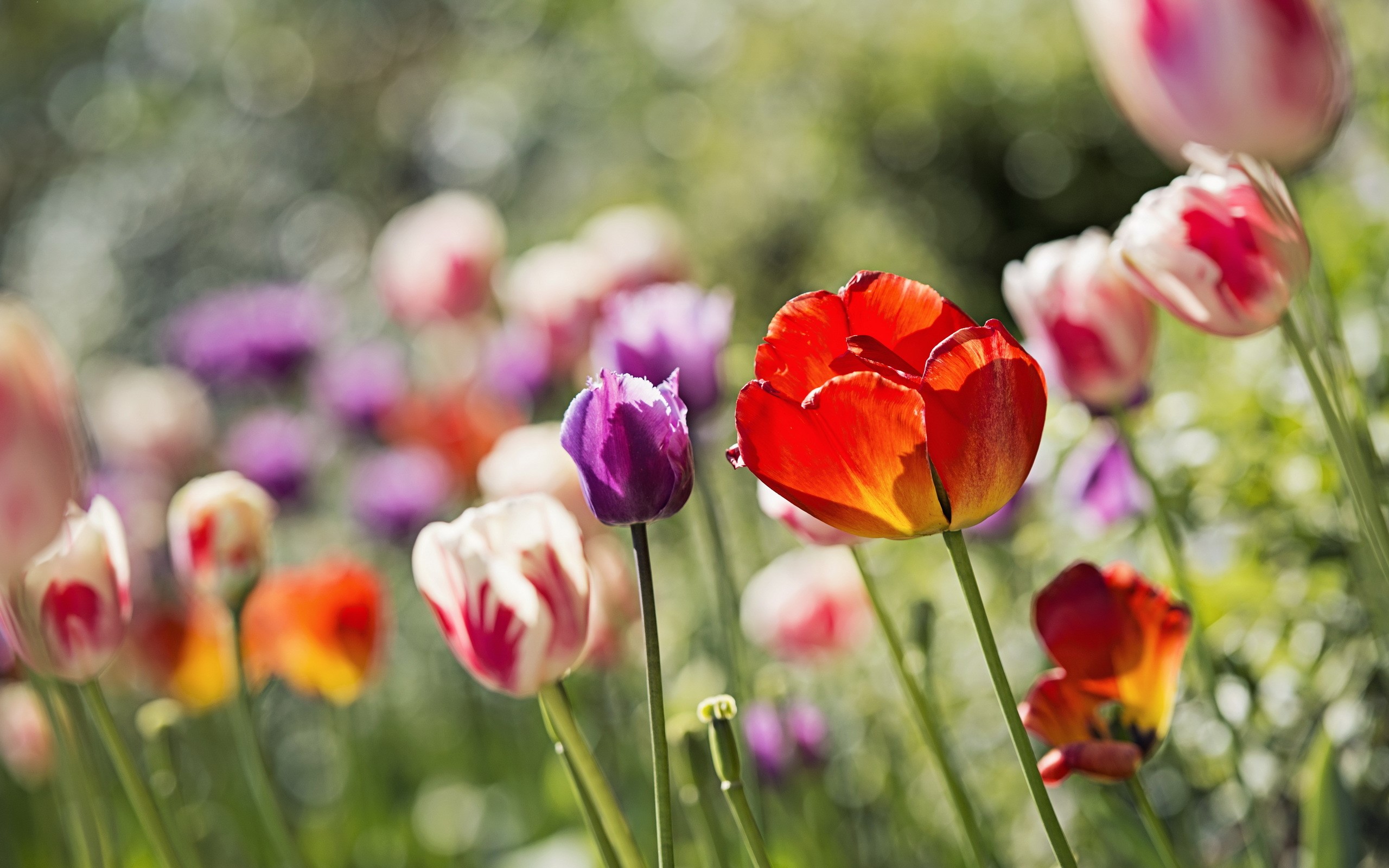 Close-up of colorful tulips in a garden HD Wallpaper