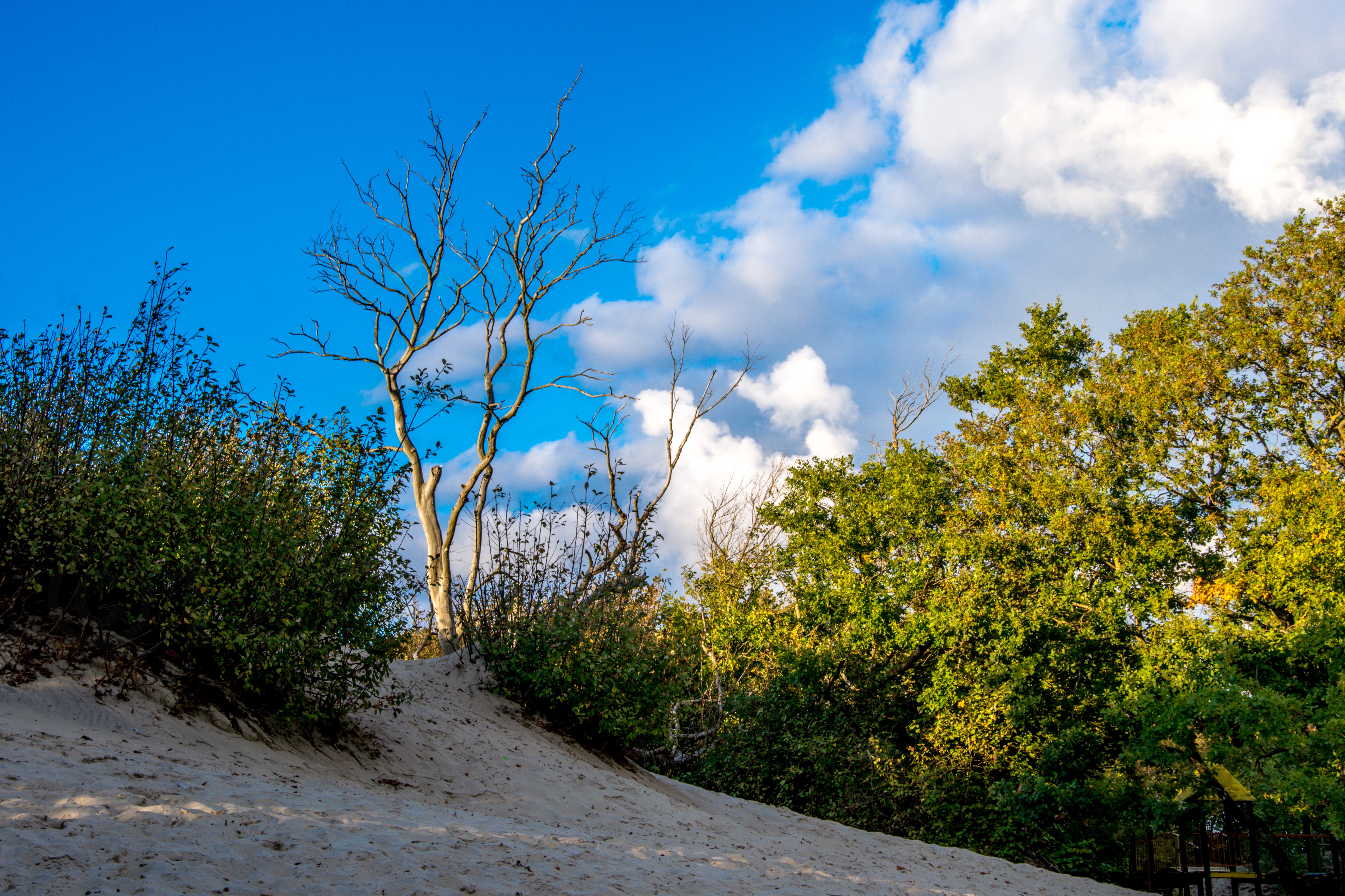 Sand dune with trees and blue sky HD Wallpaper